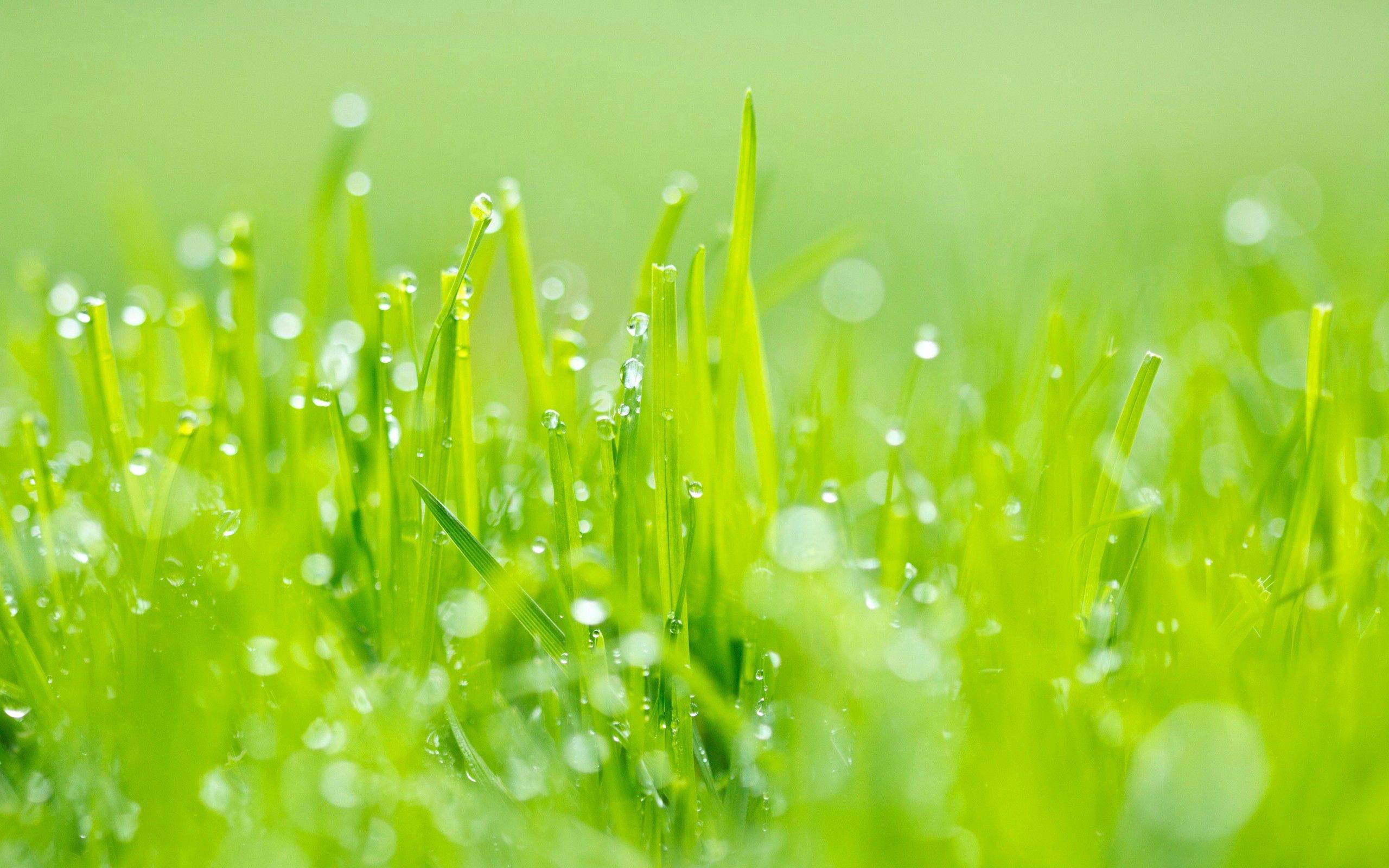 light coloured, grass, light, green, macro, dew 4K