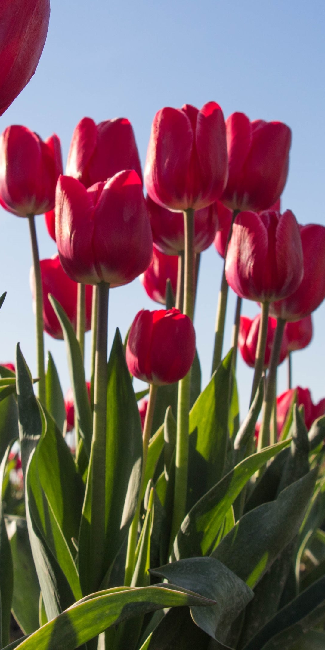 Handy-Wallpaper Blumen, Tulpe, Erde/natur kostenlos herunterladen.