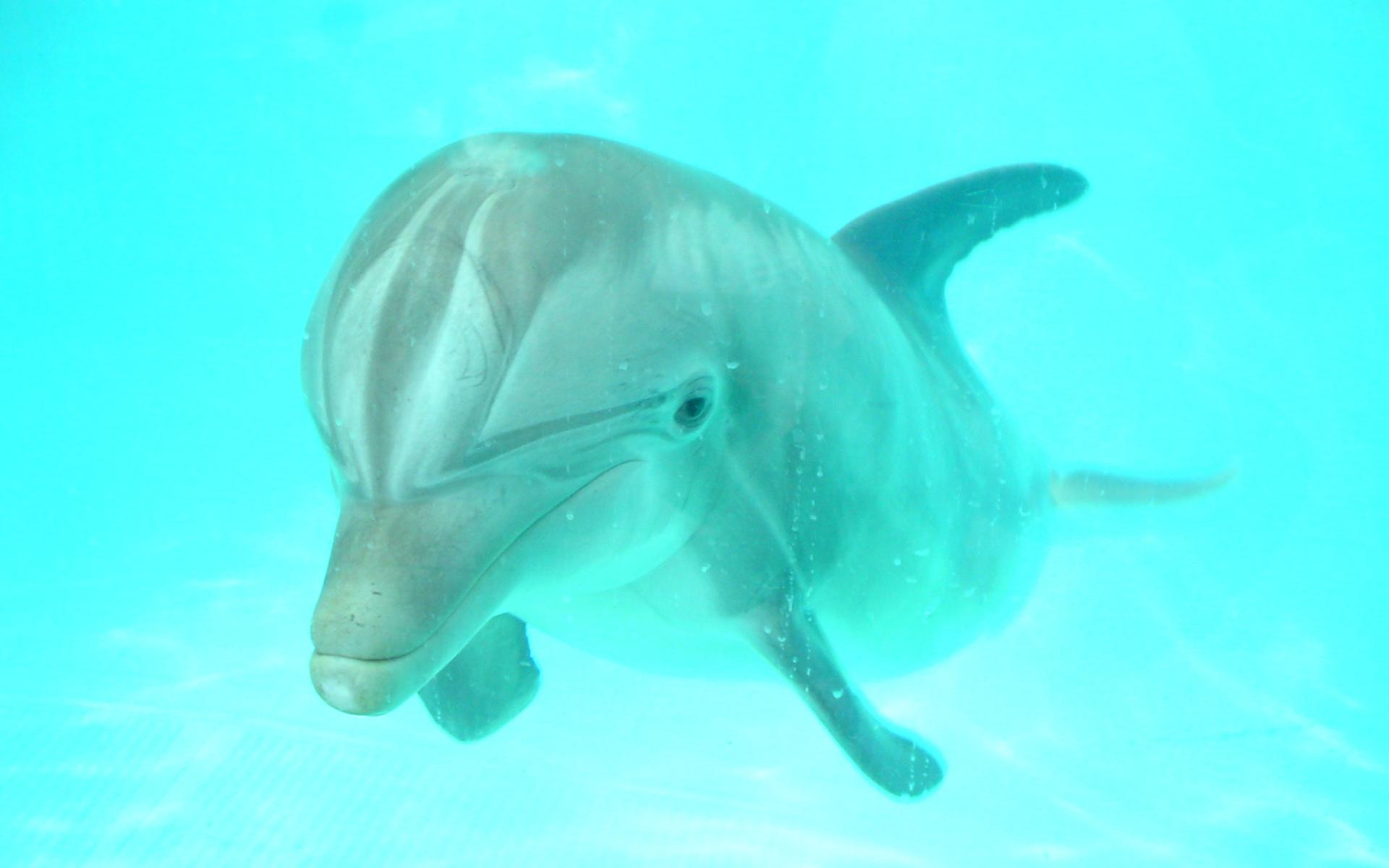 Download mobile wallpaper Animal, Dolphin for free.