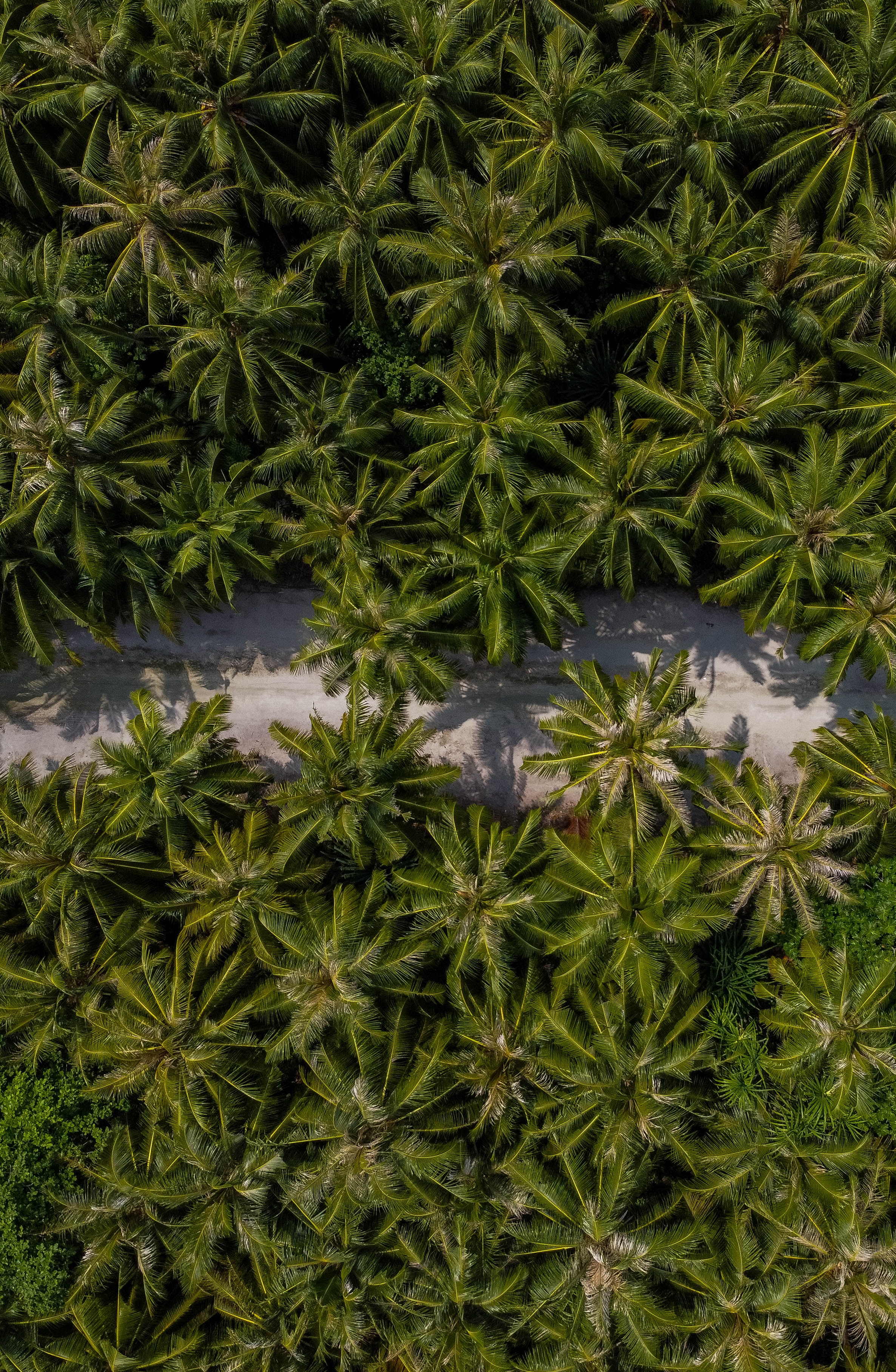 exotic, nature, palms, view from above, road, path, exotics
