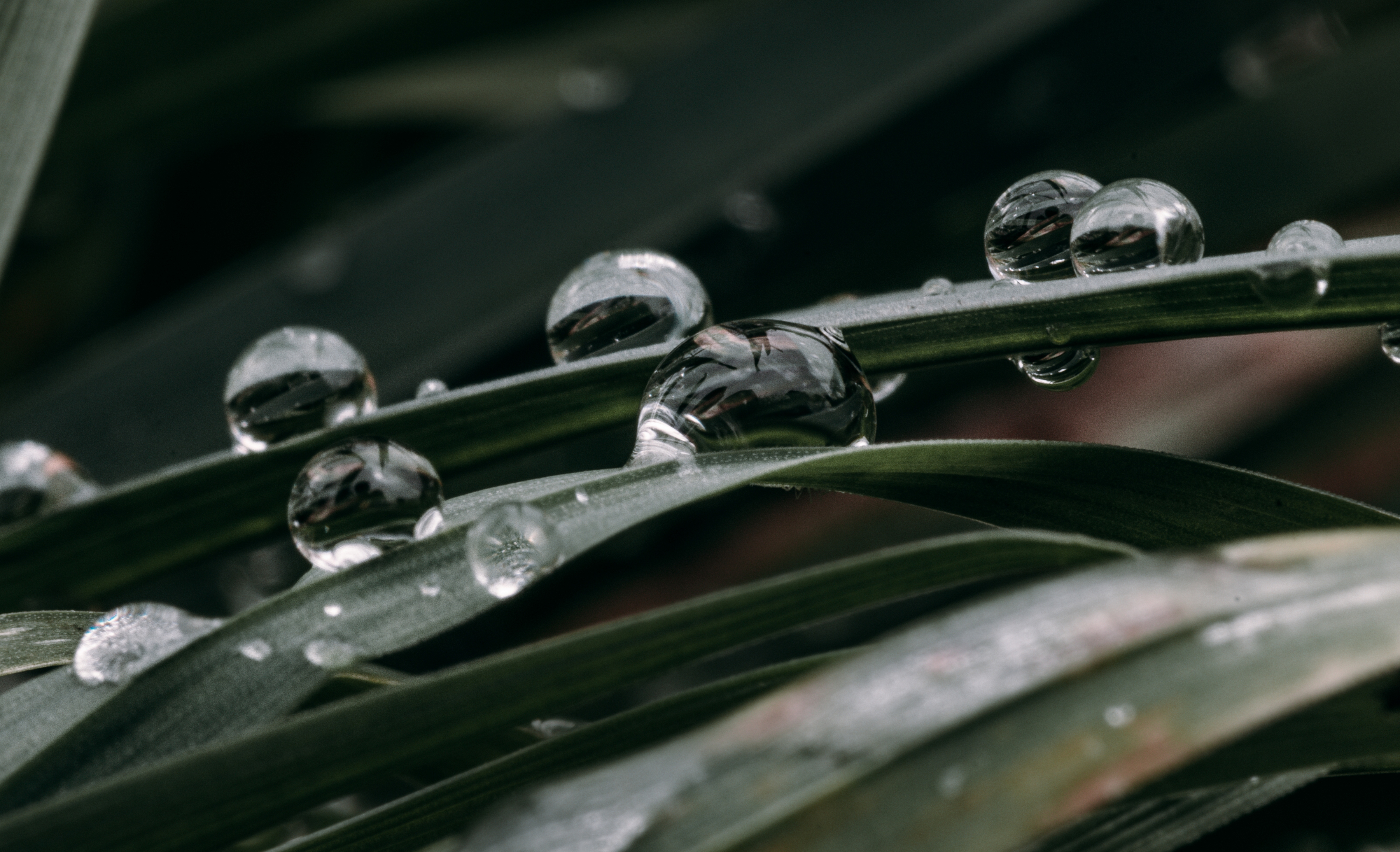 Download mobile wallpaper Dew, Grass, Macro, Drops, Water for free.