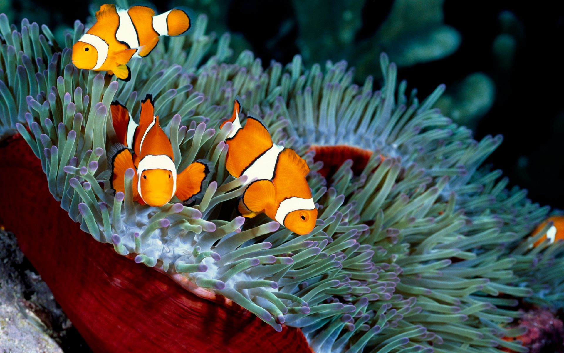 Die besten Seeanemone-Hintergründe für den Telefonbildschirm