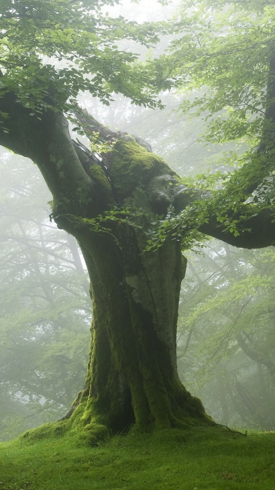Скачати мобільні шпалери Дерева, Дерево, Туман, Земля безкоштовно.