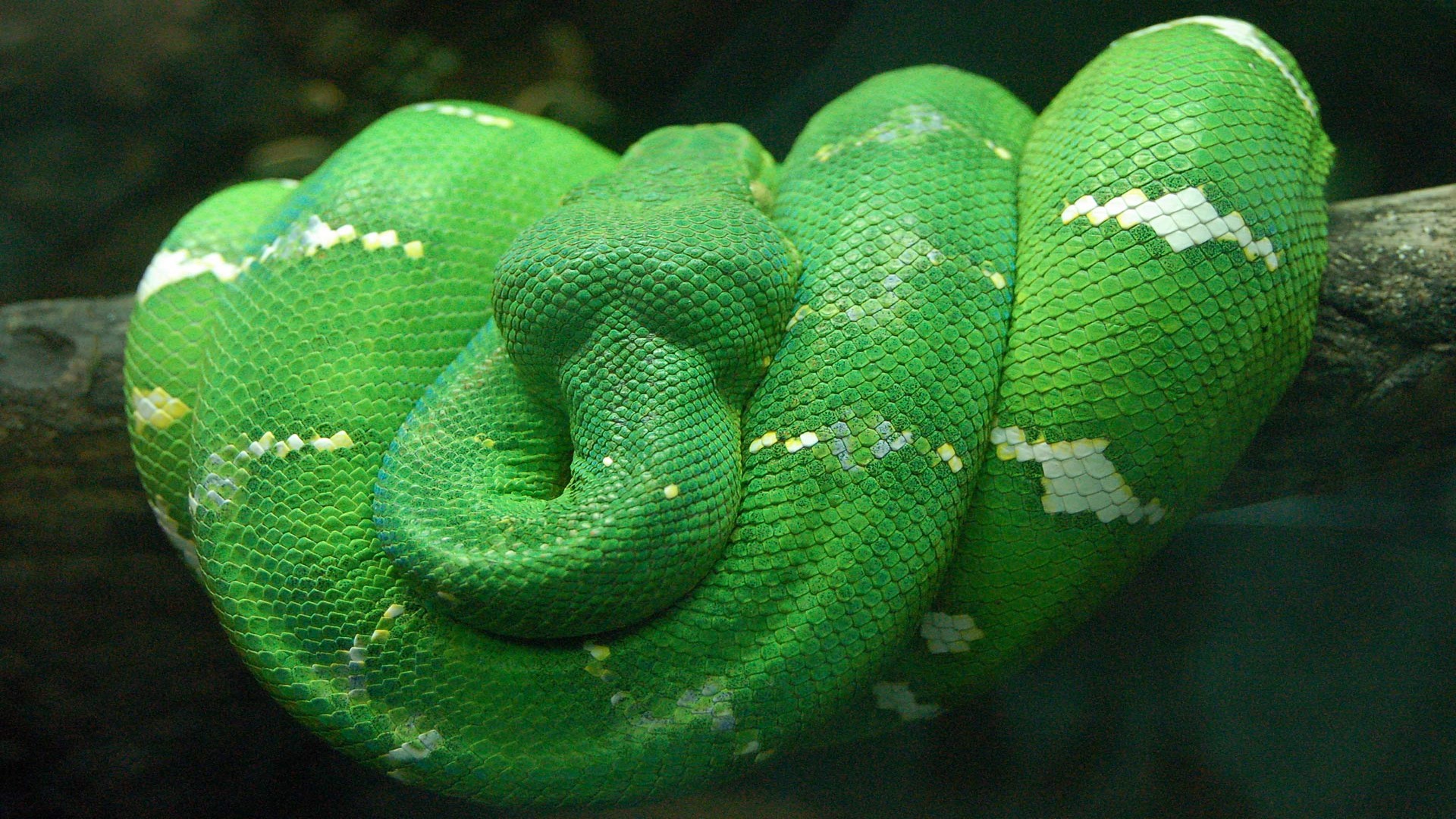 Handy-Wallpaper Python, Schlange, Reptilien, Tiere kostenlos herunterladen.