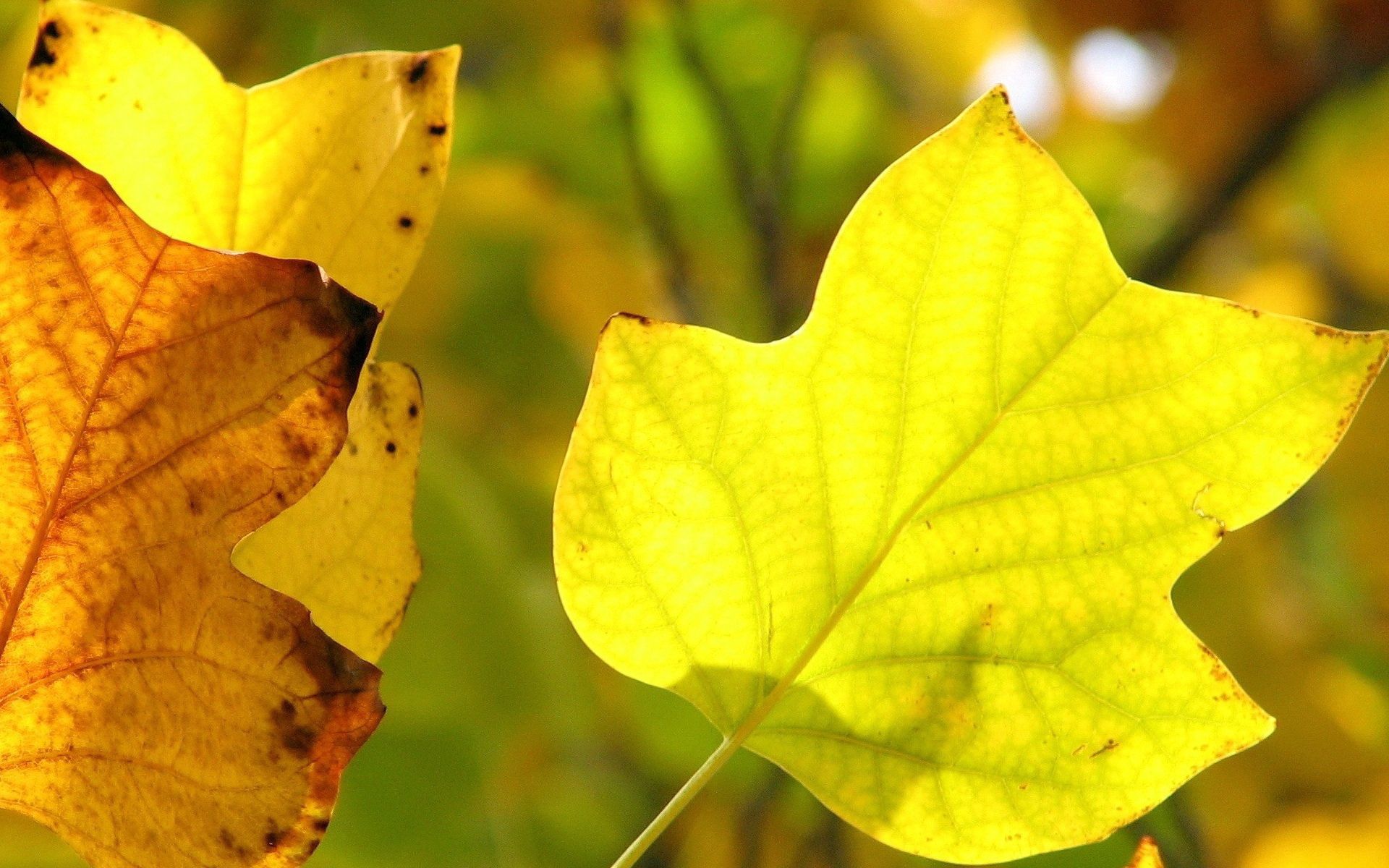 Laden Sie das Natur, Blätter, Zweig, Trocken, Venen, Ast-Bild kostenlos auf Ihren PC-Desktop herunter