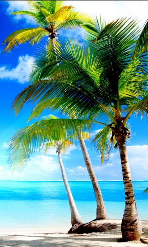 Download mobile wallpaper Sea, Beach, Earth, Tropical for free.