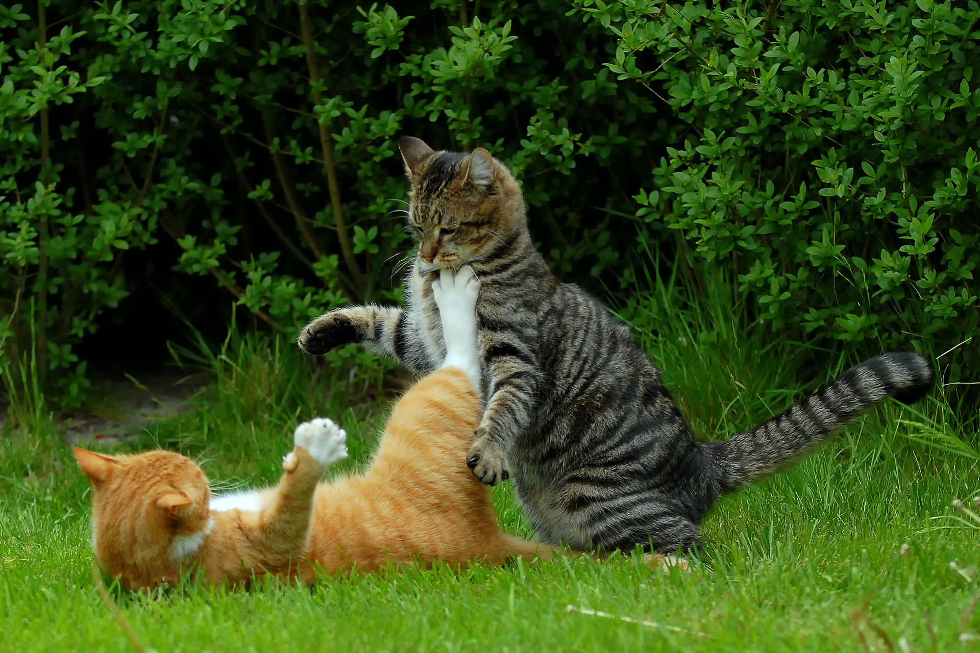 Baixar papel de parede para celular de Animais, Gato gratuito.