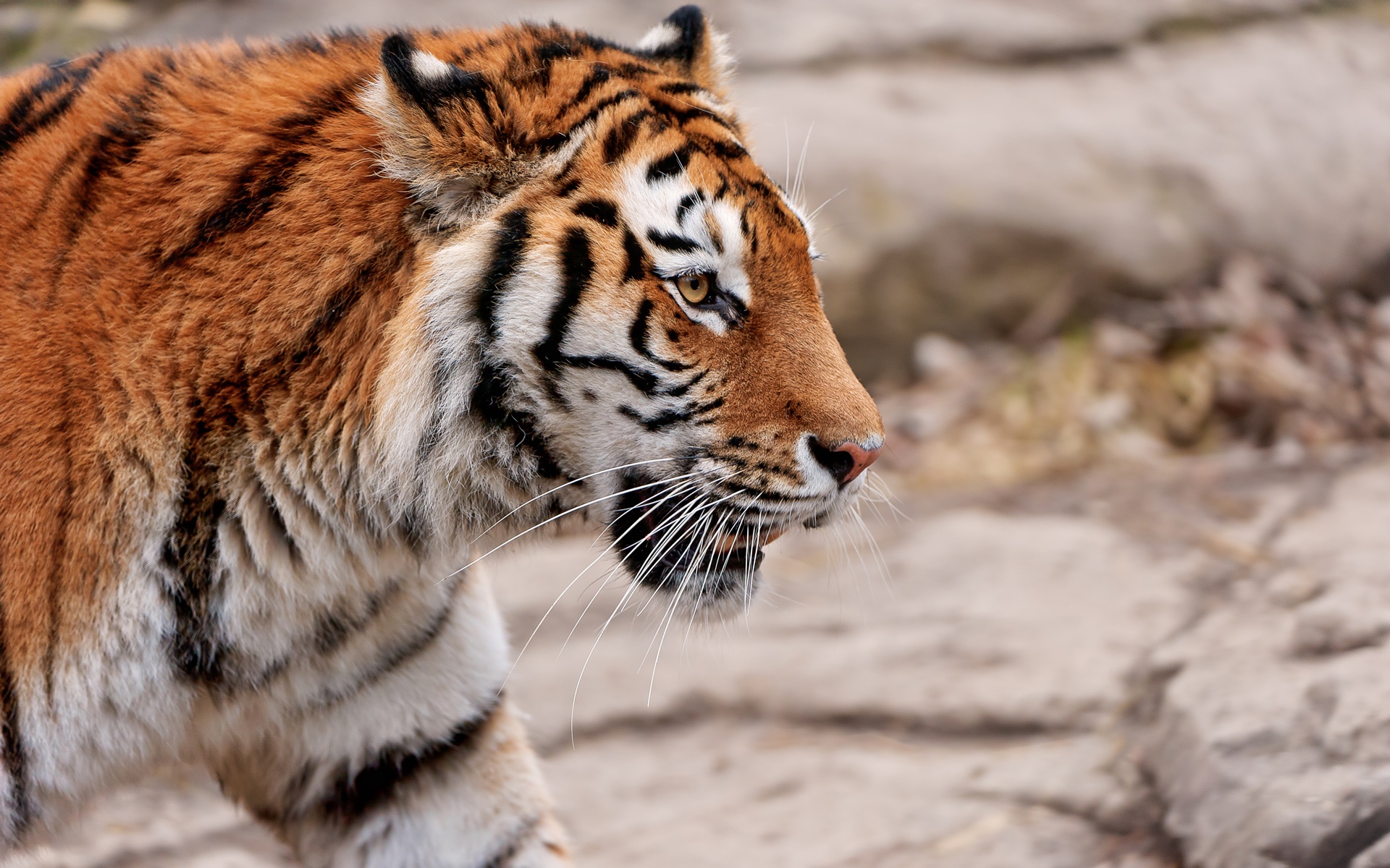 Descarga gratuita de fondo de pantalla para móvil de Animales, Gatos, Tigre.