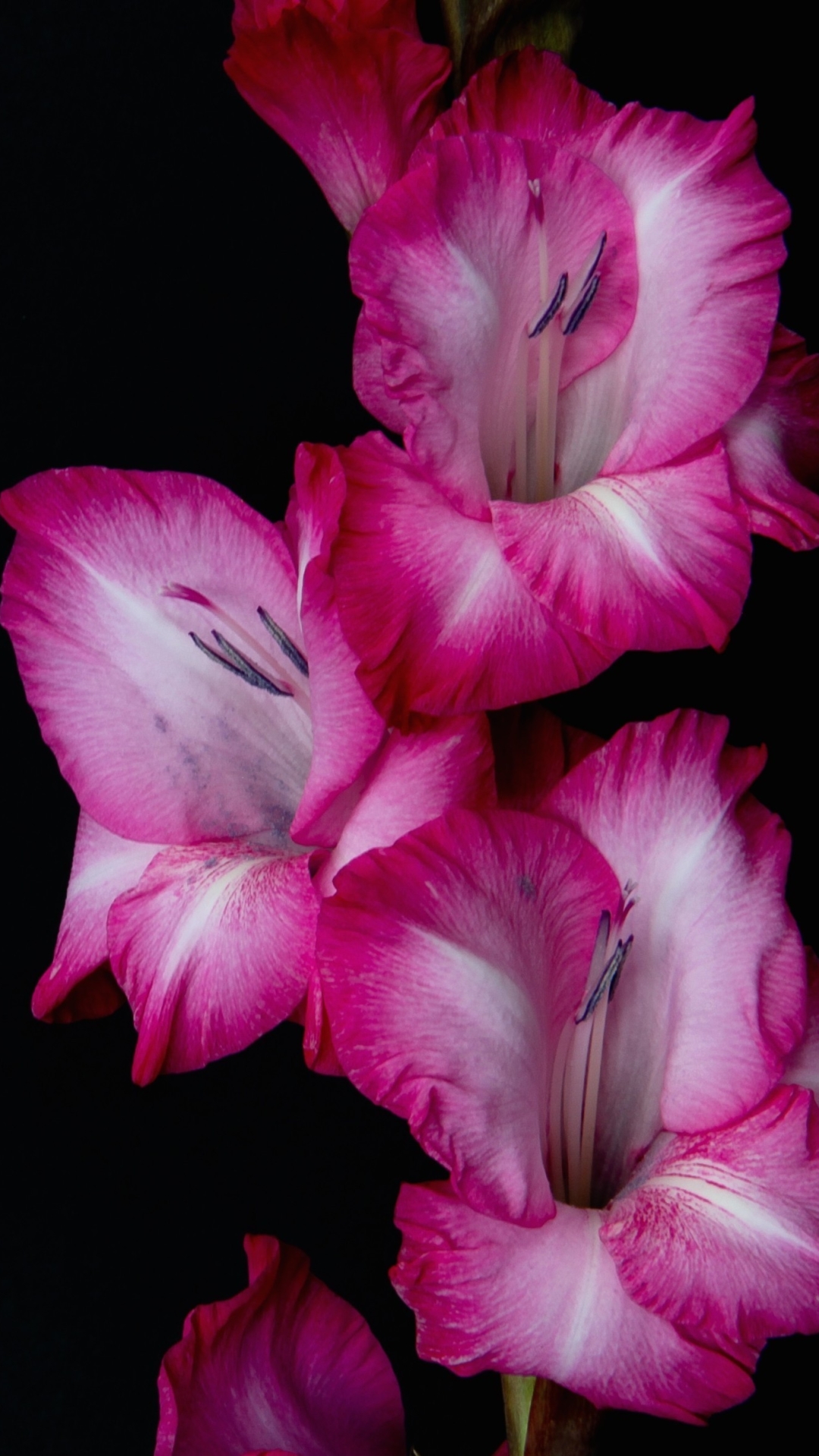 Handy-Wallpaper Blumen, Gladiole, Blume, Erde/natur, Pinke Blume kostenlos herunterladen.