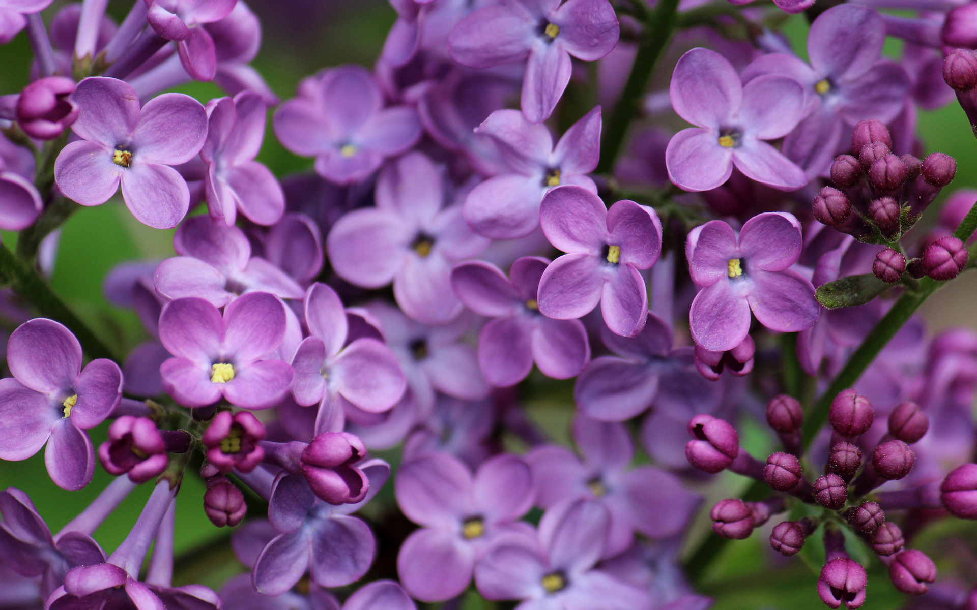 Laden Sie das Blumen, Blume, Erde/natur, Flieder-Bild kostenlos auf Ihren PC-Desktop herunter