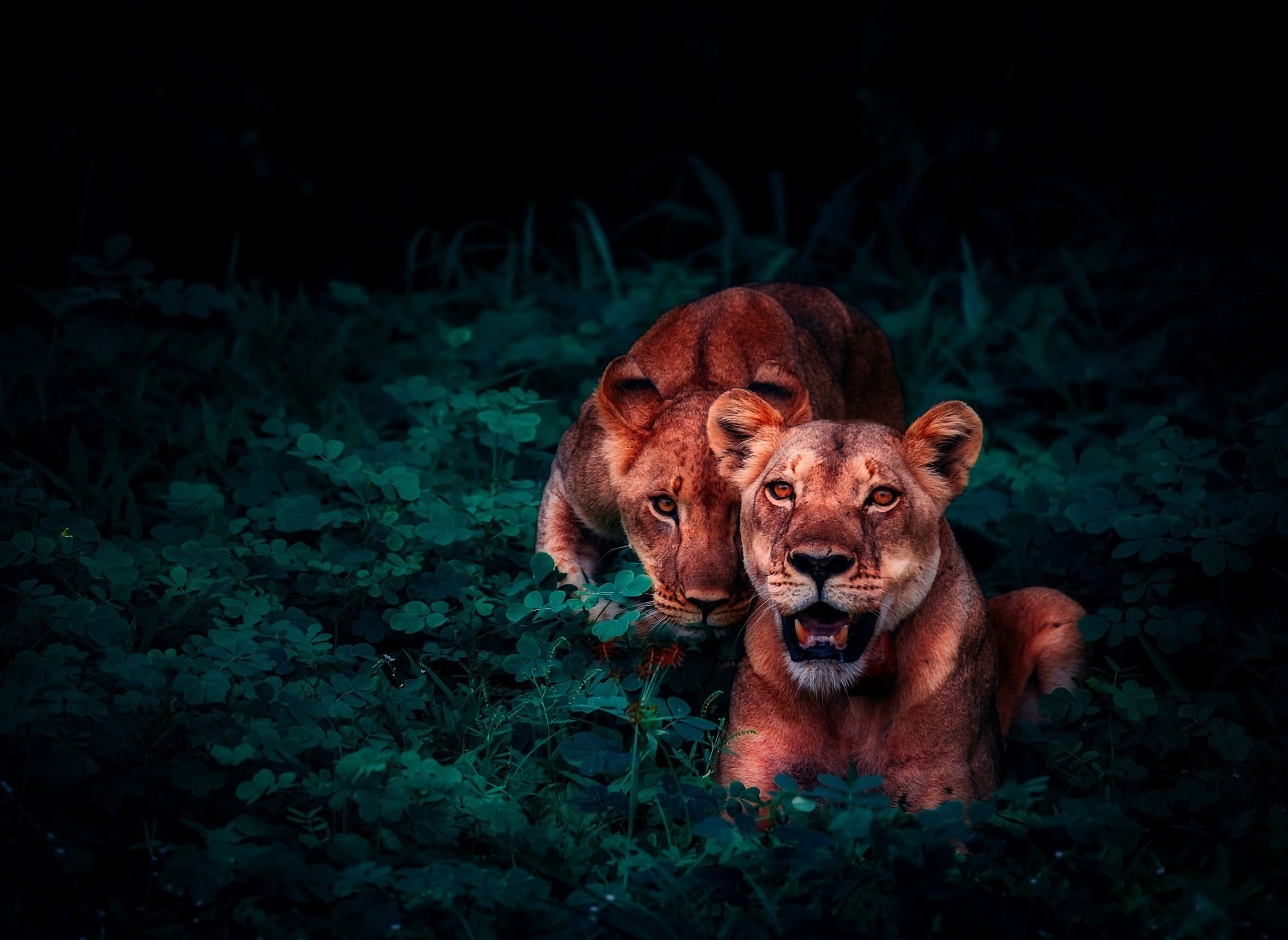 113105 télécharger l'image lions, animaux, jeune, vue, opinion, faune, oursons - fonds d'écran et économiseurs d'écran gratuits