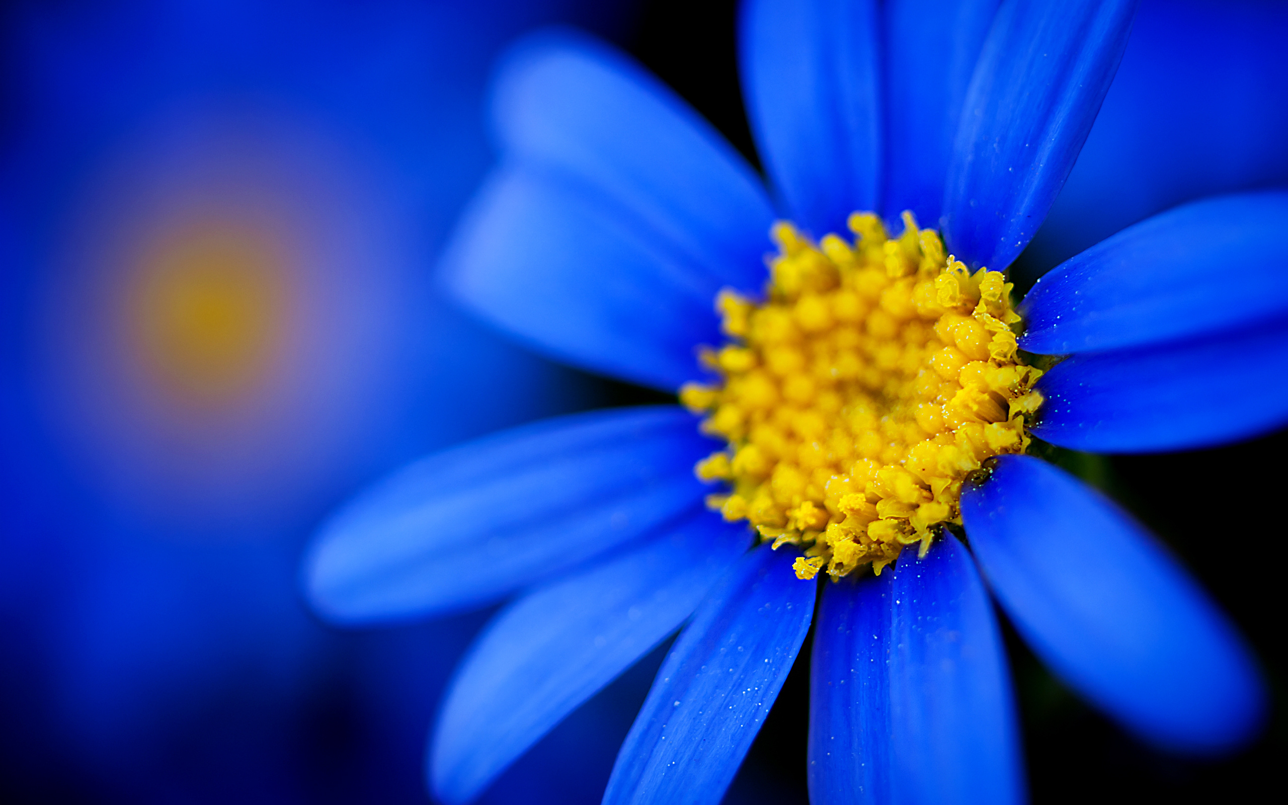 Téléchargez gratuitement l'image Fleur, Terre/nature sur le bureau de votre PC