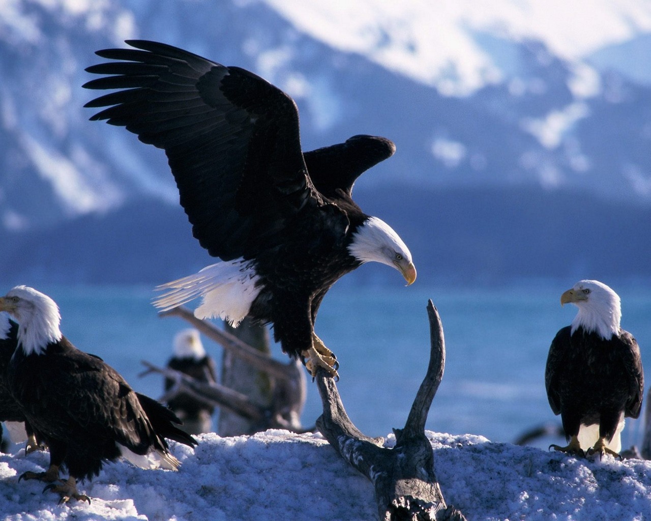 Laden Sie das Tiere, Weißkopfseeadler-Bild kostenlos auf Ihren PC-Desktop herunter