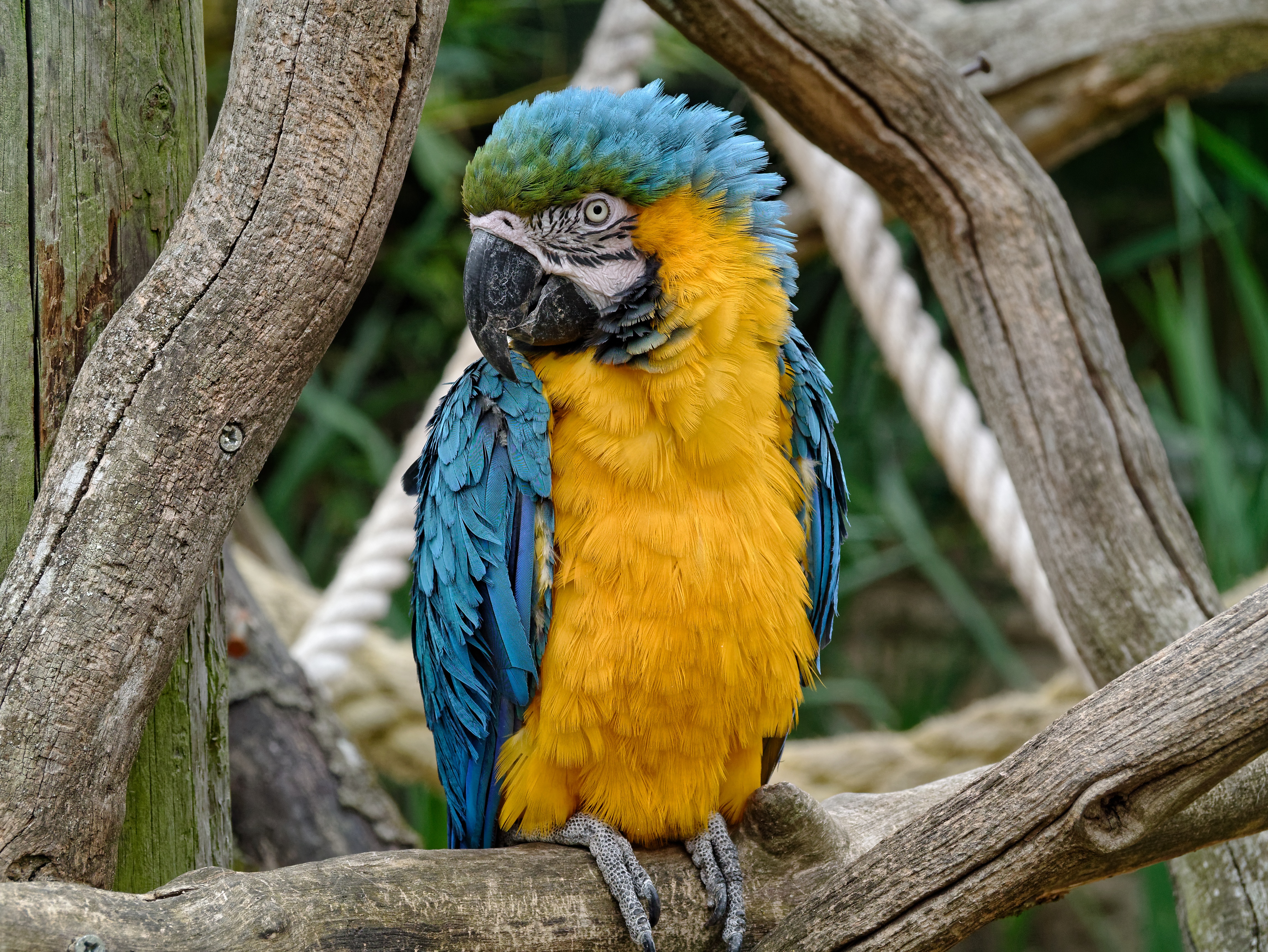 PCデスクトップに動物, 鳥, コンゴウインコ, 青と黄色のコンゴウインコ, 見詰める画像を無料でダウンロード