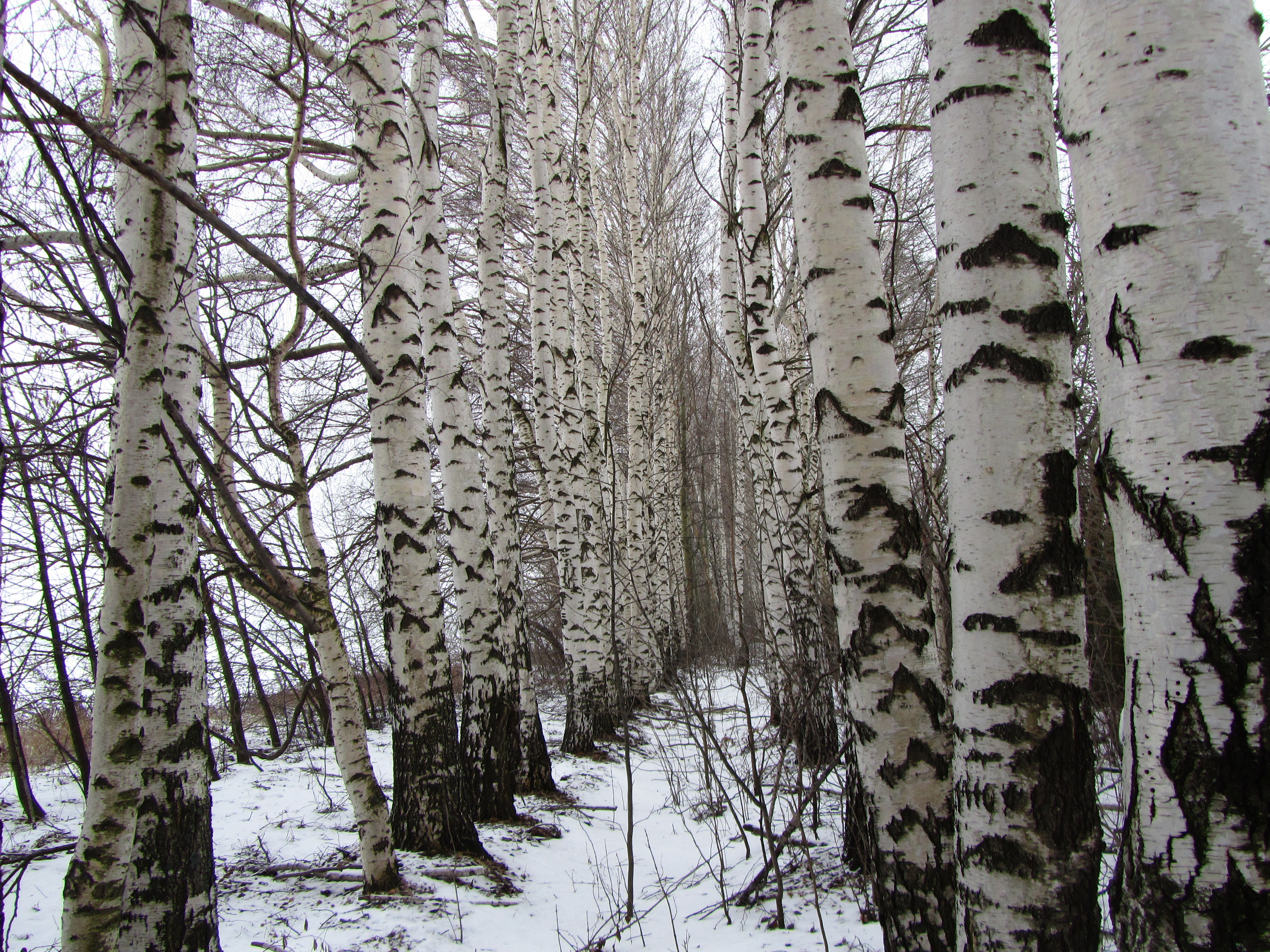 Baixar papel de parede para celular de Árvore, Terra/natureza gratuito.