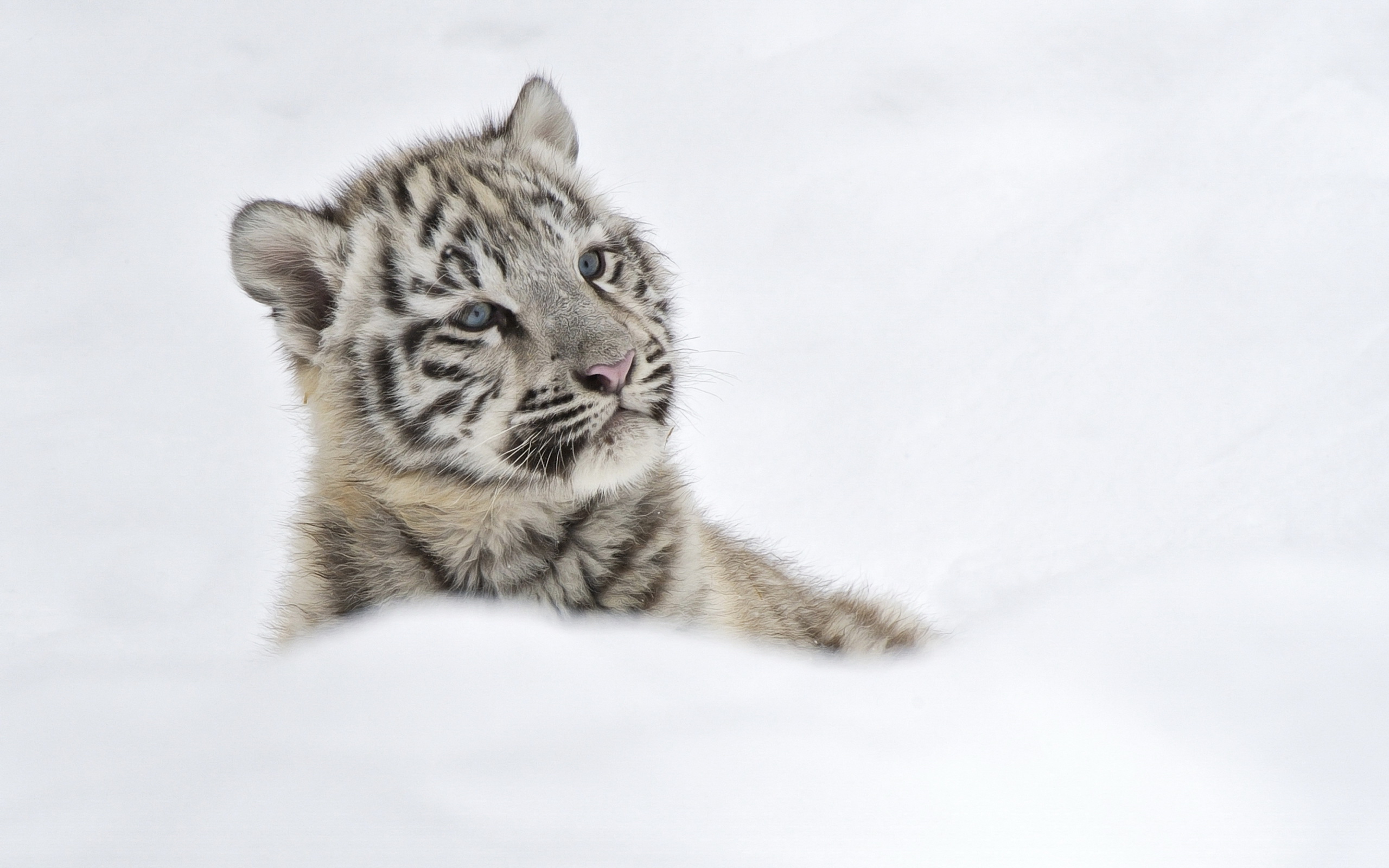 Handy-Wallpaper Weißer Tiger, Katzen, Tiere kostenlos herunterladen.