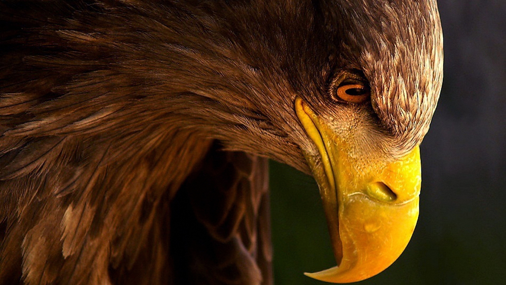 Téléchargez gratuitement l'image Animaux, Aigle, Des Oiseaux sur le bureau de votre PC