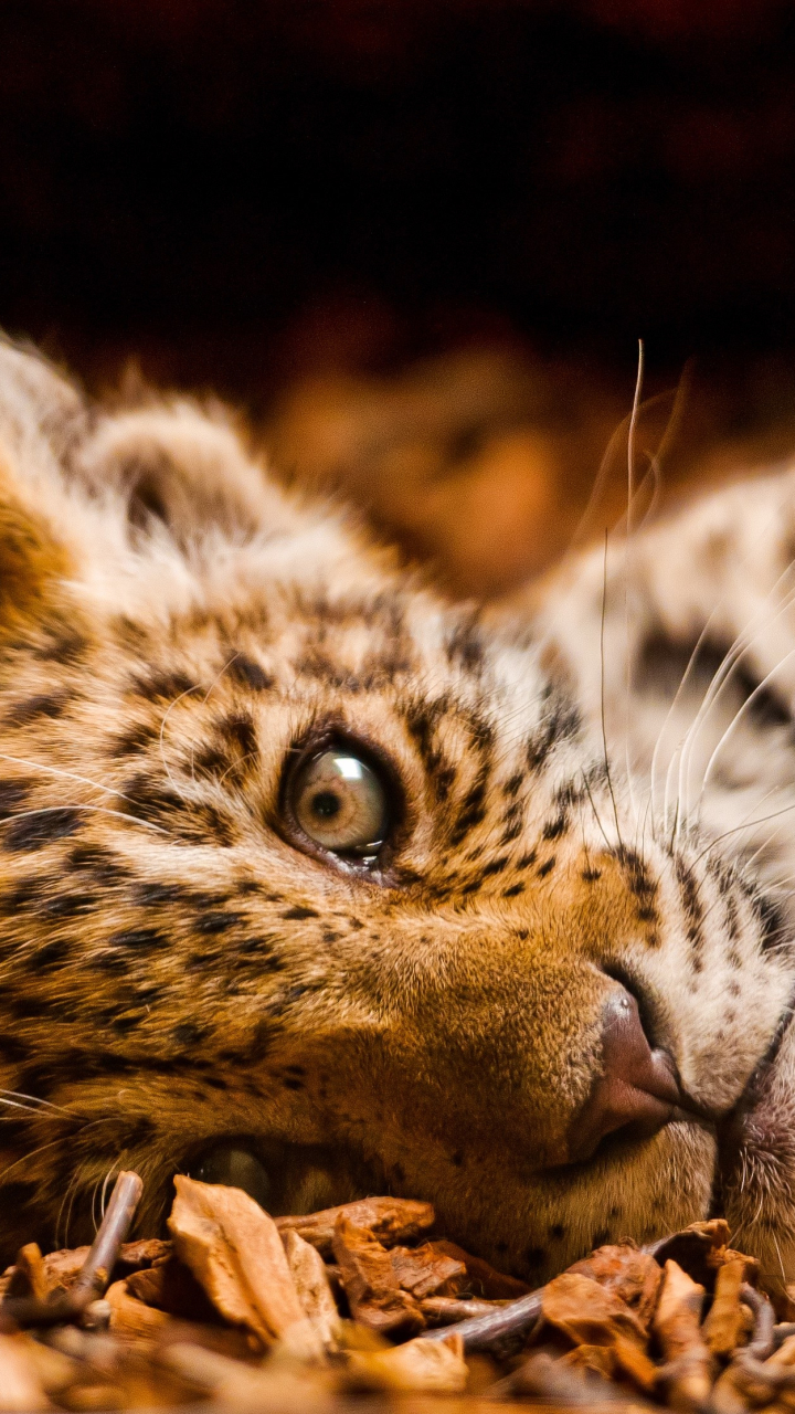 Download mobile wallpaper Cats, Leopard, Animal, Cute, Baby Animal, Cub for free.