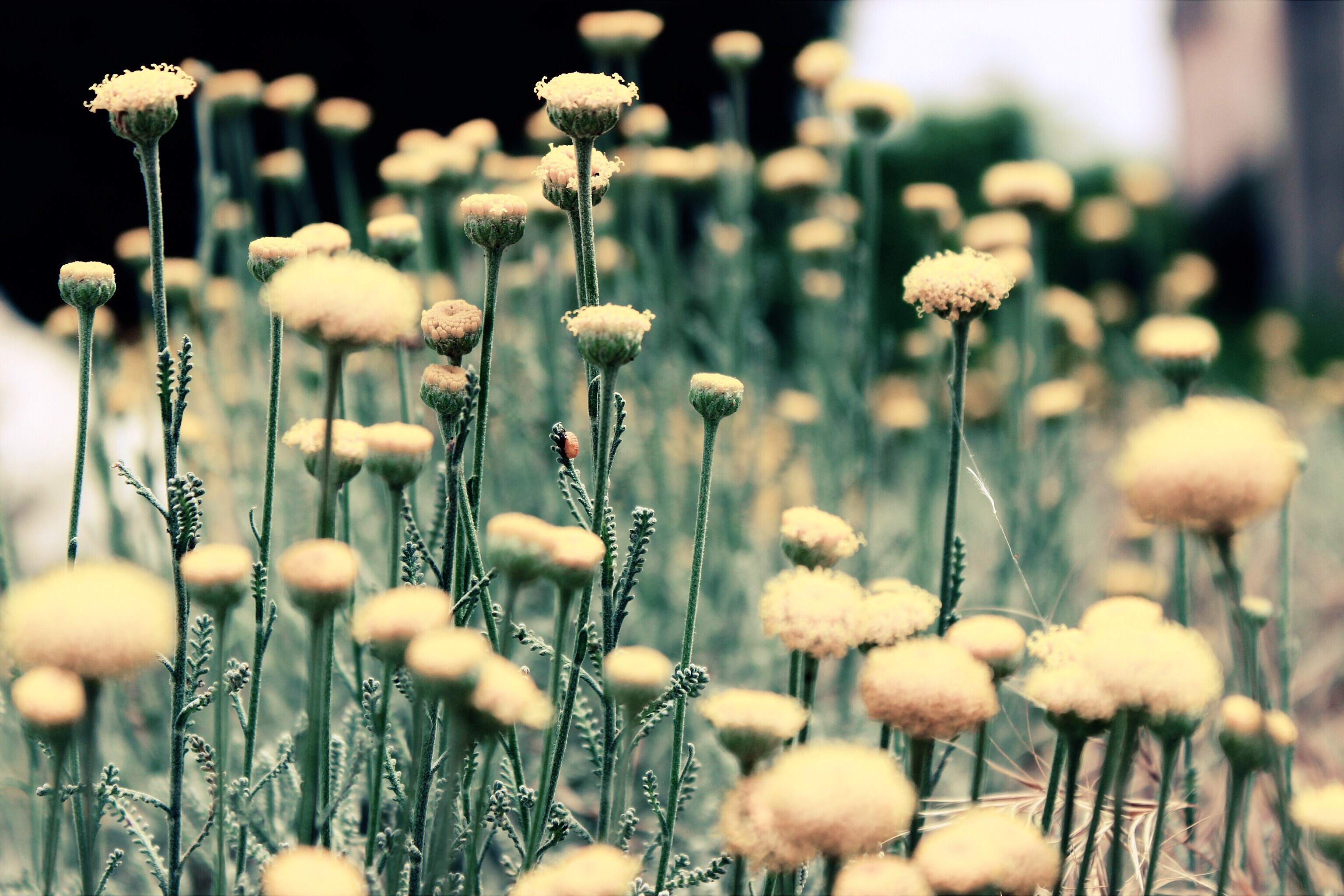 Download mobile wallpaper Nature, Flowers, Flower, Blur, Earth for free.