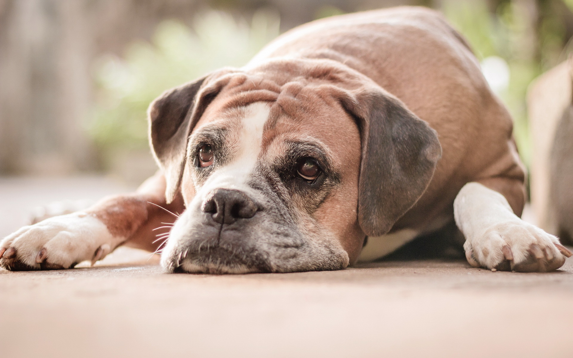 Free download wallpaper Dogs, Dog, Muzzle, Animal, Boxer on your PC desktop
