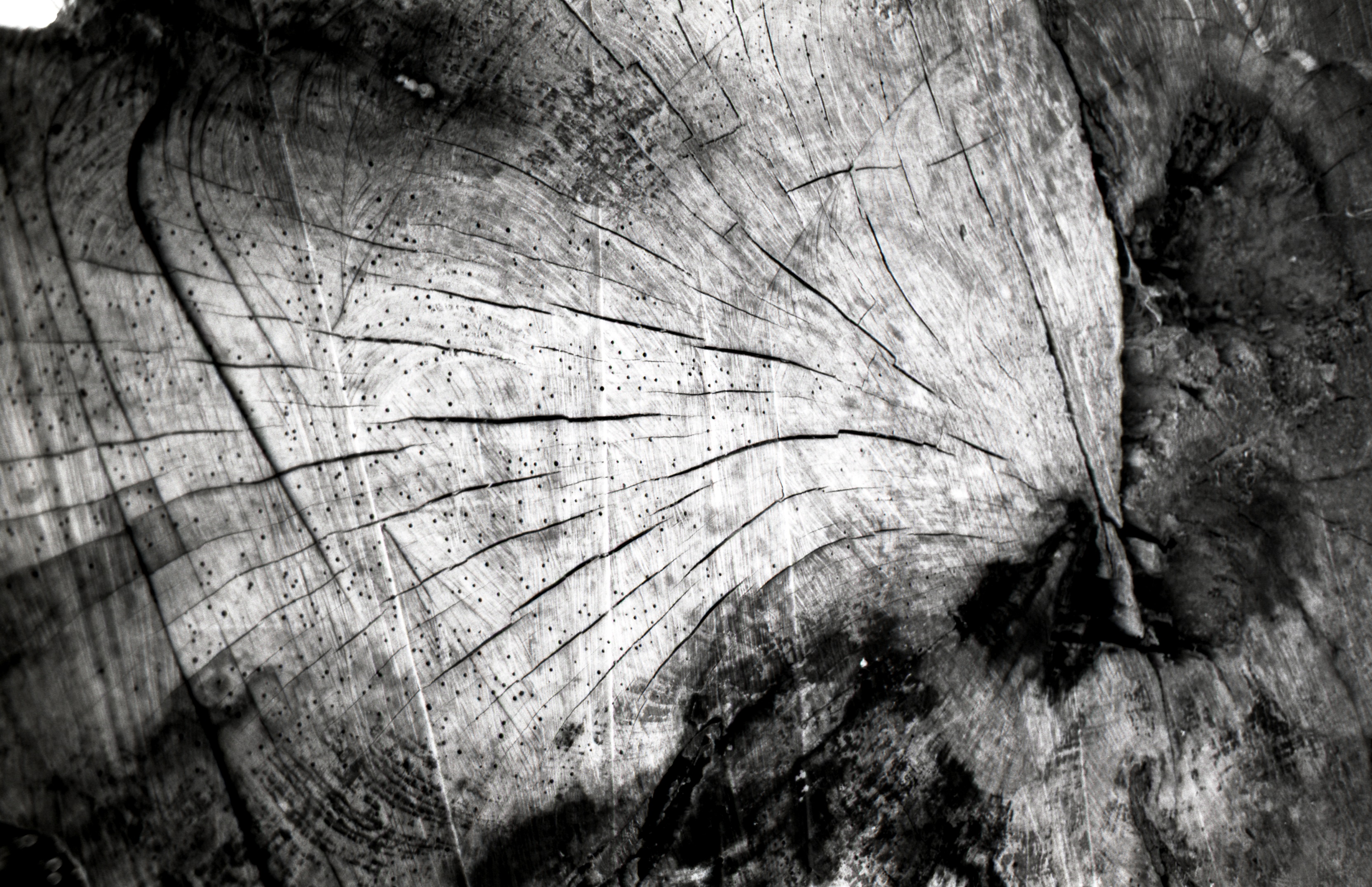 Download mobile wallpaper Wood, Black & White, Photography, Tree for free.