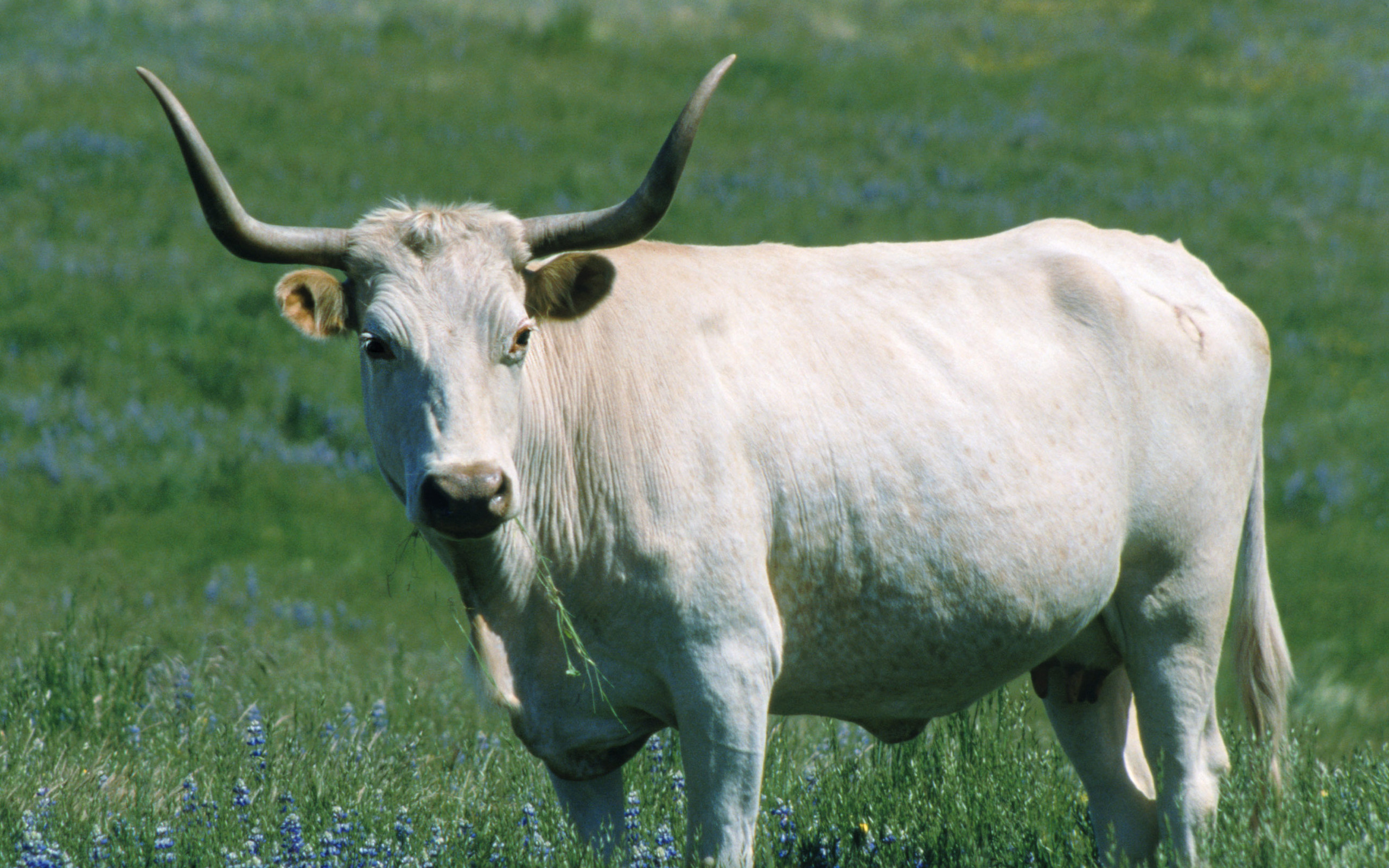 無料モバイル壁紙動物, 牛をダウンロードします。
