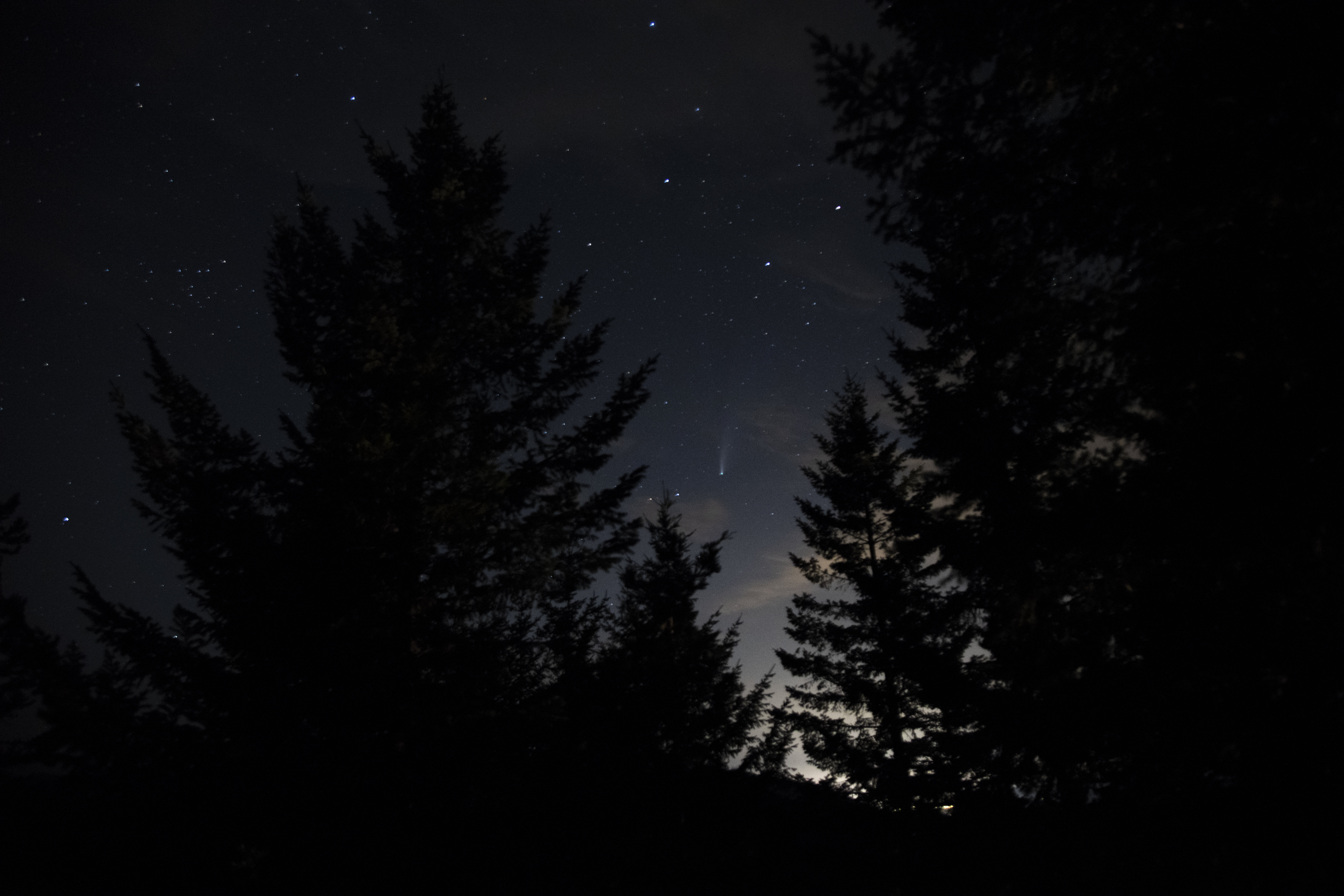 Download mobile wallpaper Spruce, Fir, Stars, Starry Sky, Nature, Night for free.