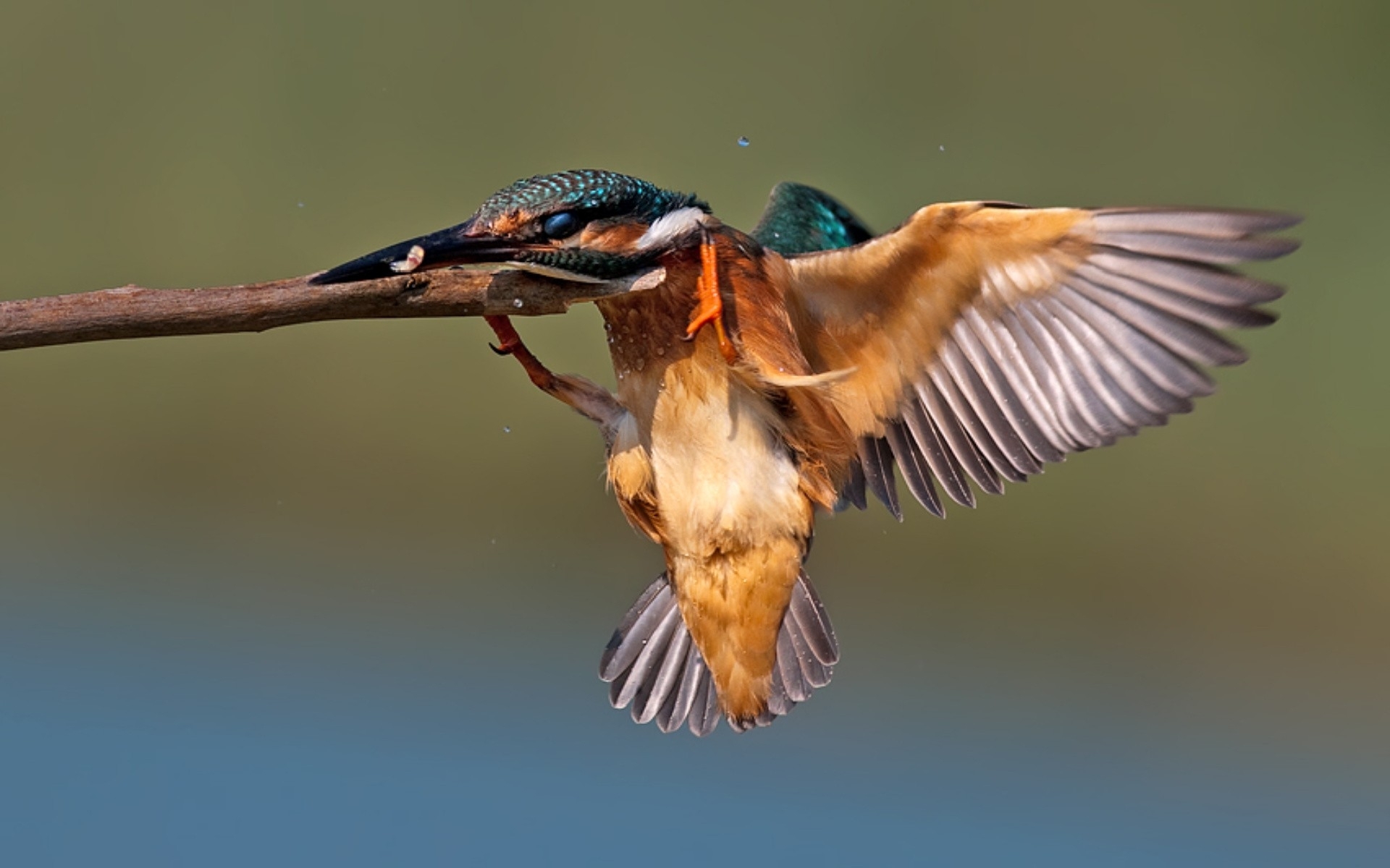 Free download wallpaper Birds, Bird, Animal, Kingfisher on your PC desktop