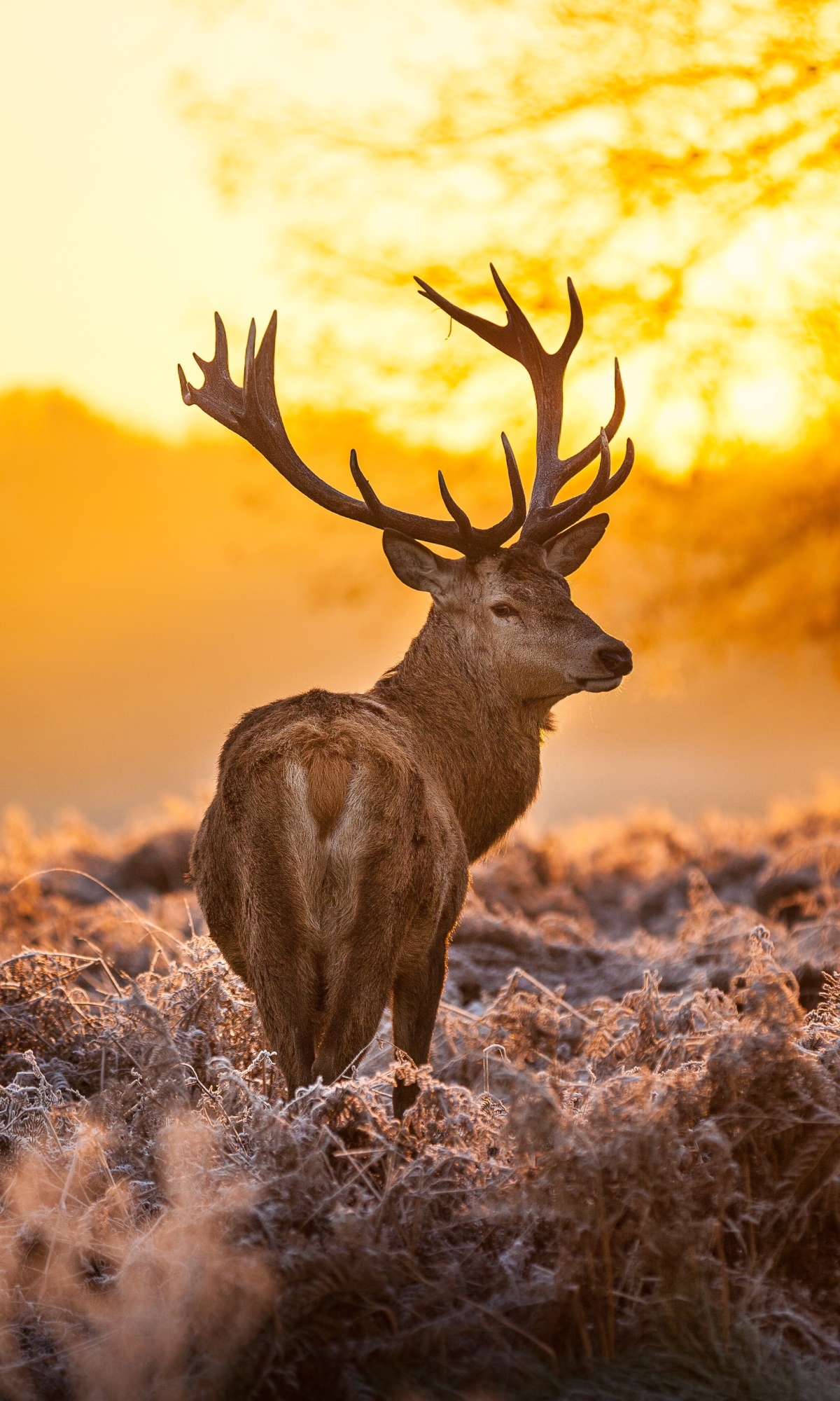 Download mobile wallpaper Sunset, Animal, Deer, Elk, Buck for free.