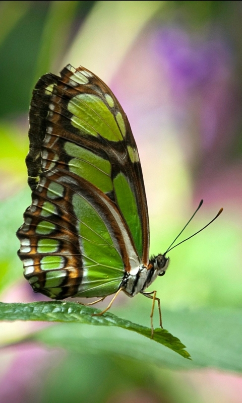 Download mobile wallpaper Butterfly, Animal for free.