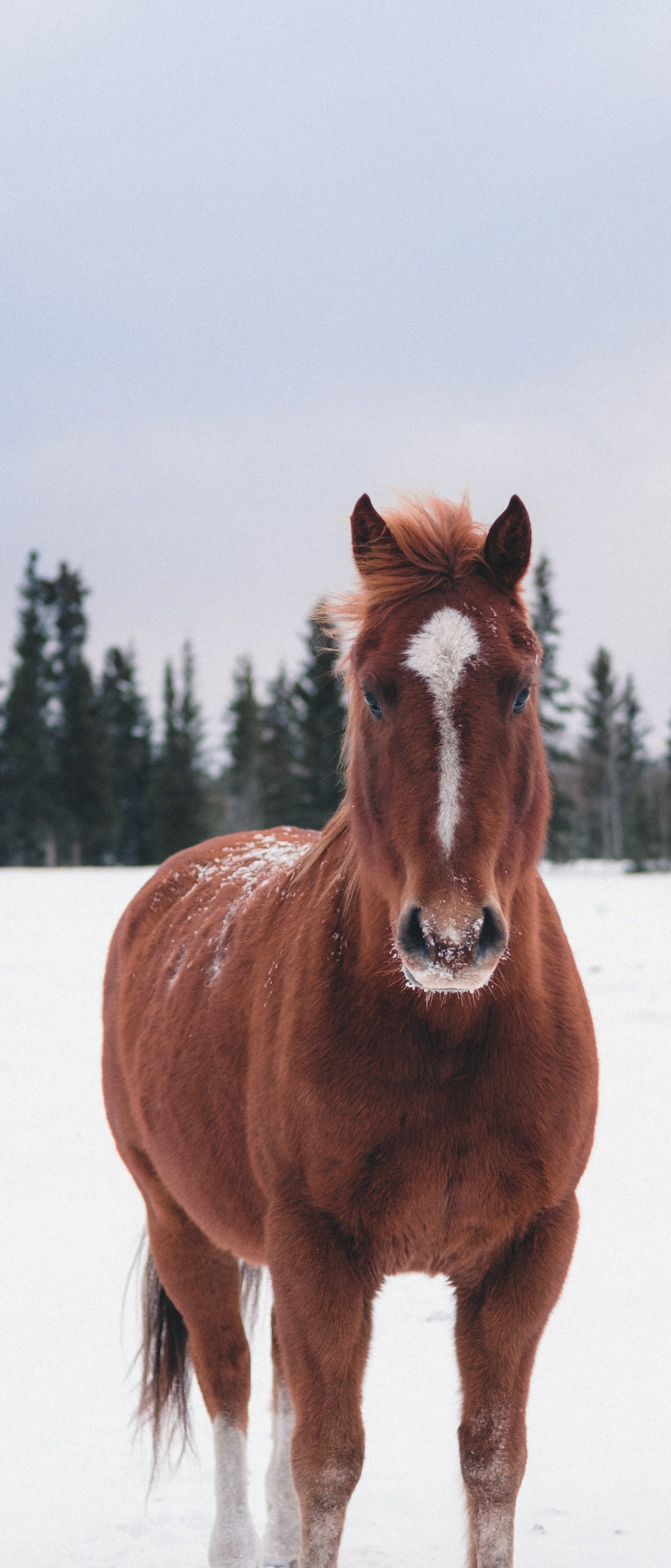 Скачать картинку Животные, Зима, Снег, Лошадь в телефон бесплатно.
