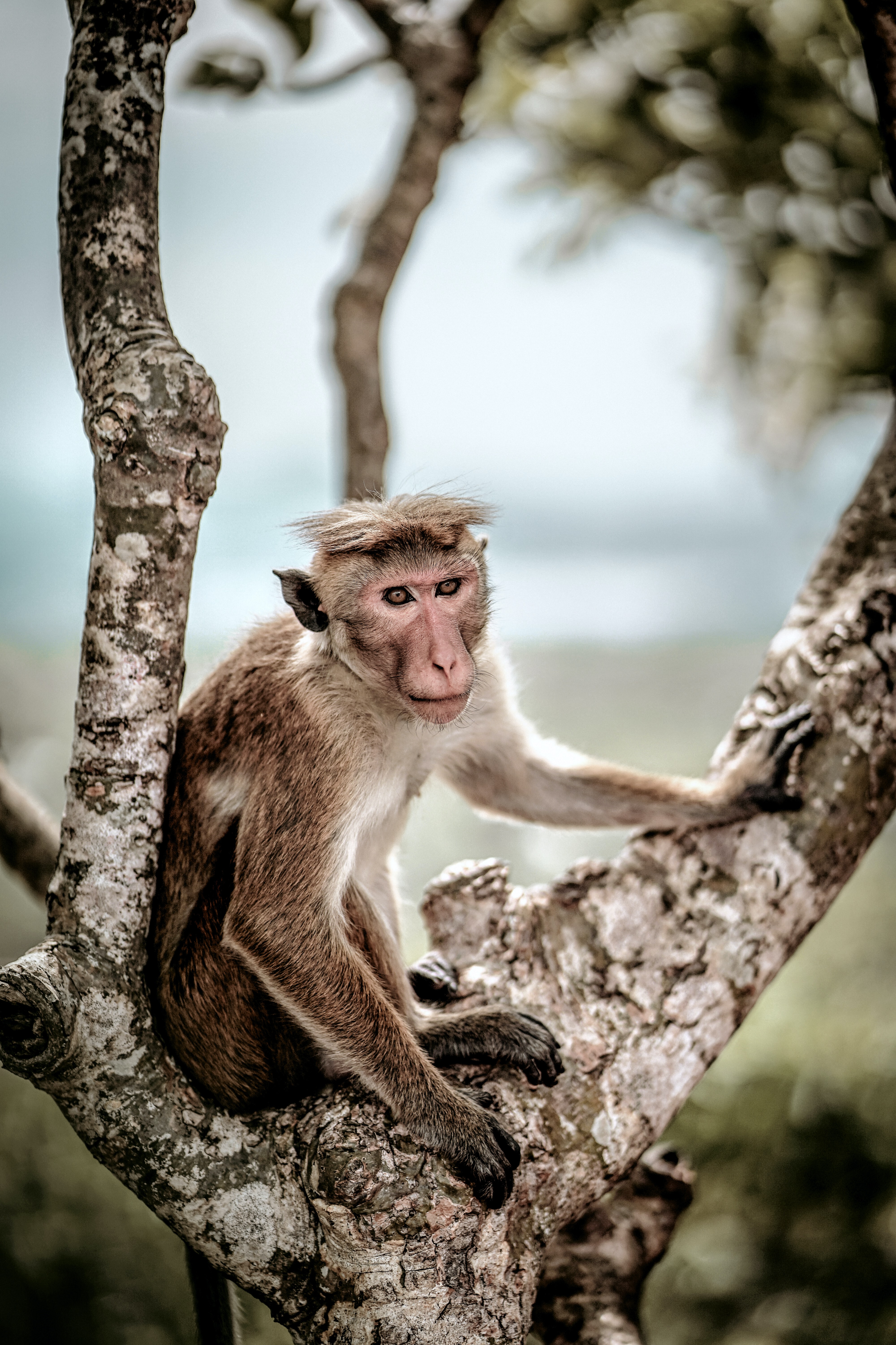 8k Monkey Images