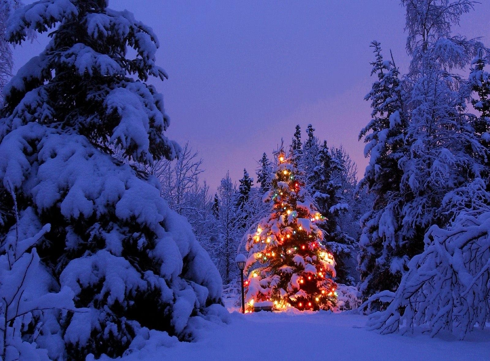 142741 скачать обои снег, новый год, елки, гирлянда, праздники, парк, вечер - заставки и картинки бесплатно