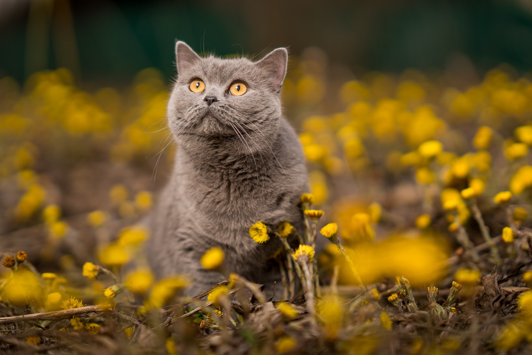 PCデスクトップに動物, ネコ, 猫, 黄色い花, 被写界深度画像を無料でダウンロード
