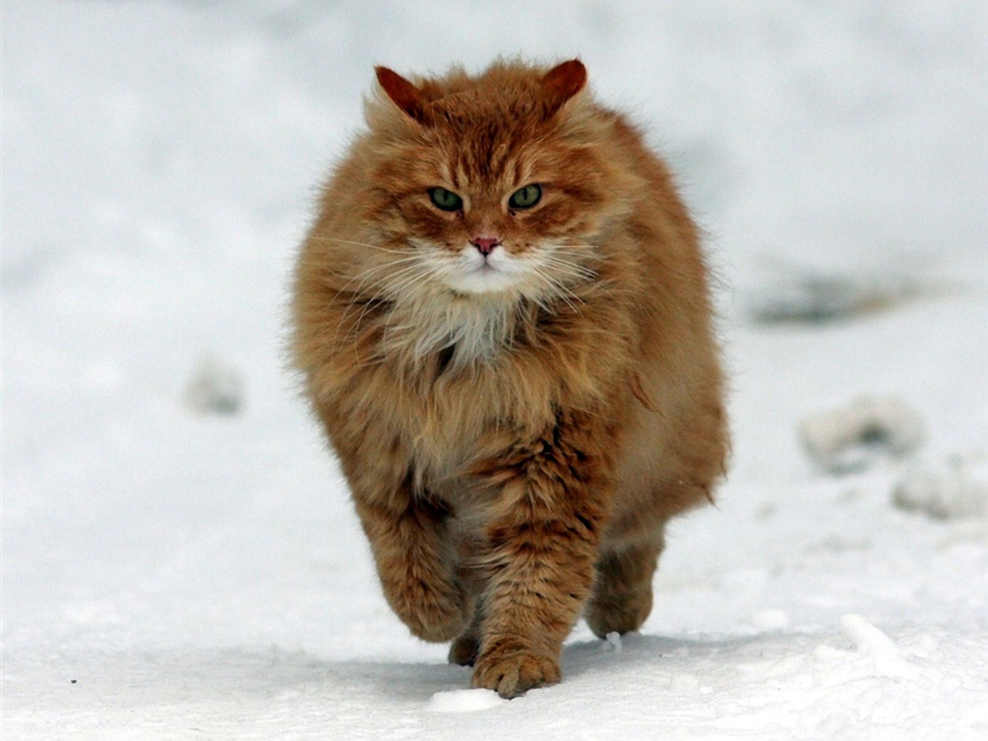 PCデスクトップに動物, 雪, ネコ, 猫, ふわふわ画像を無料でダウンロード