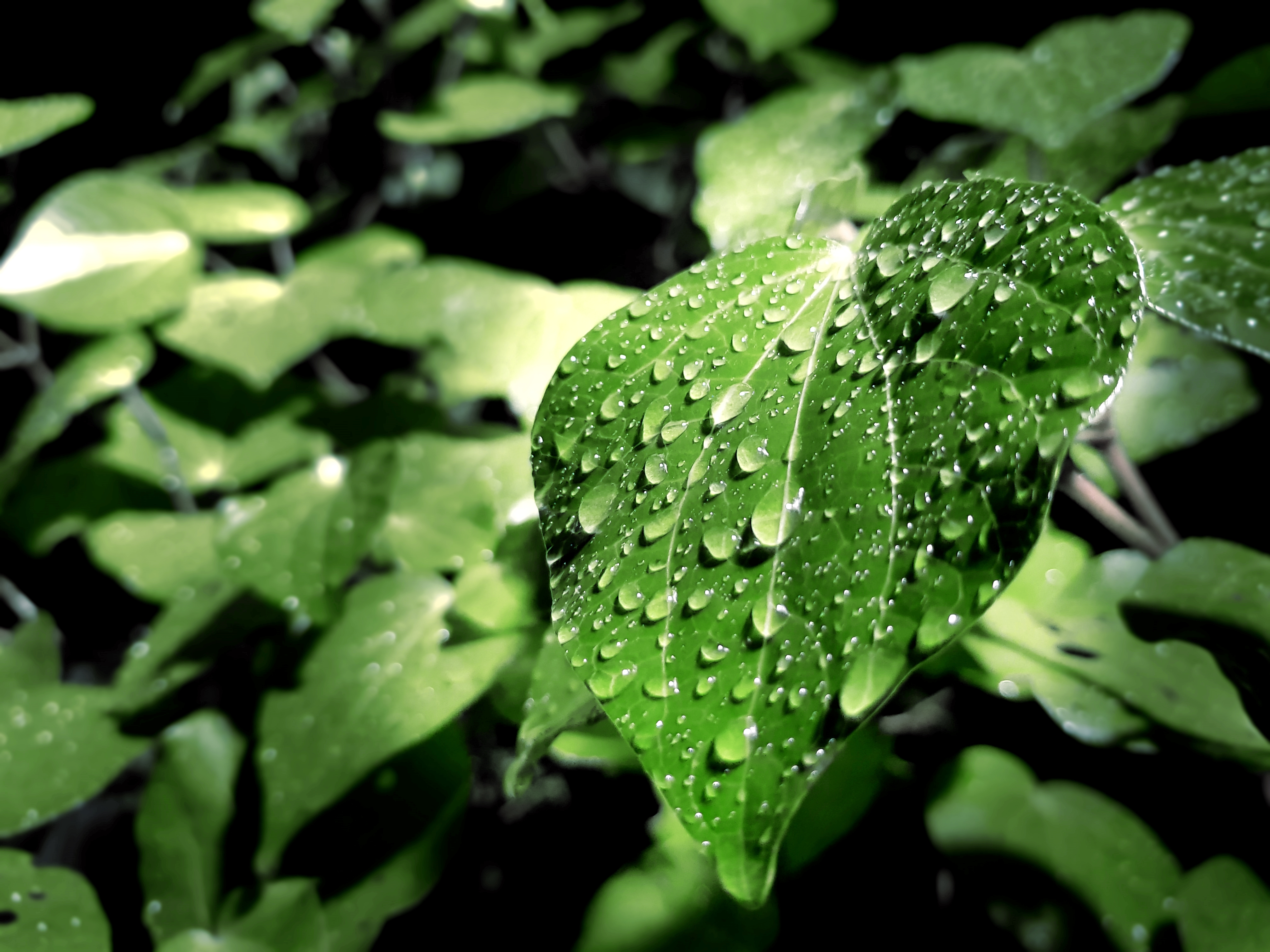 Free download wallpaper Macro, Leaf, Earth, Water Drop, Greenery on your PC desktop