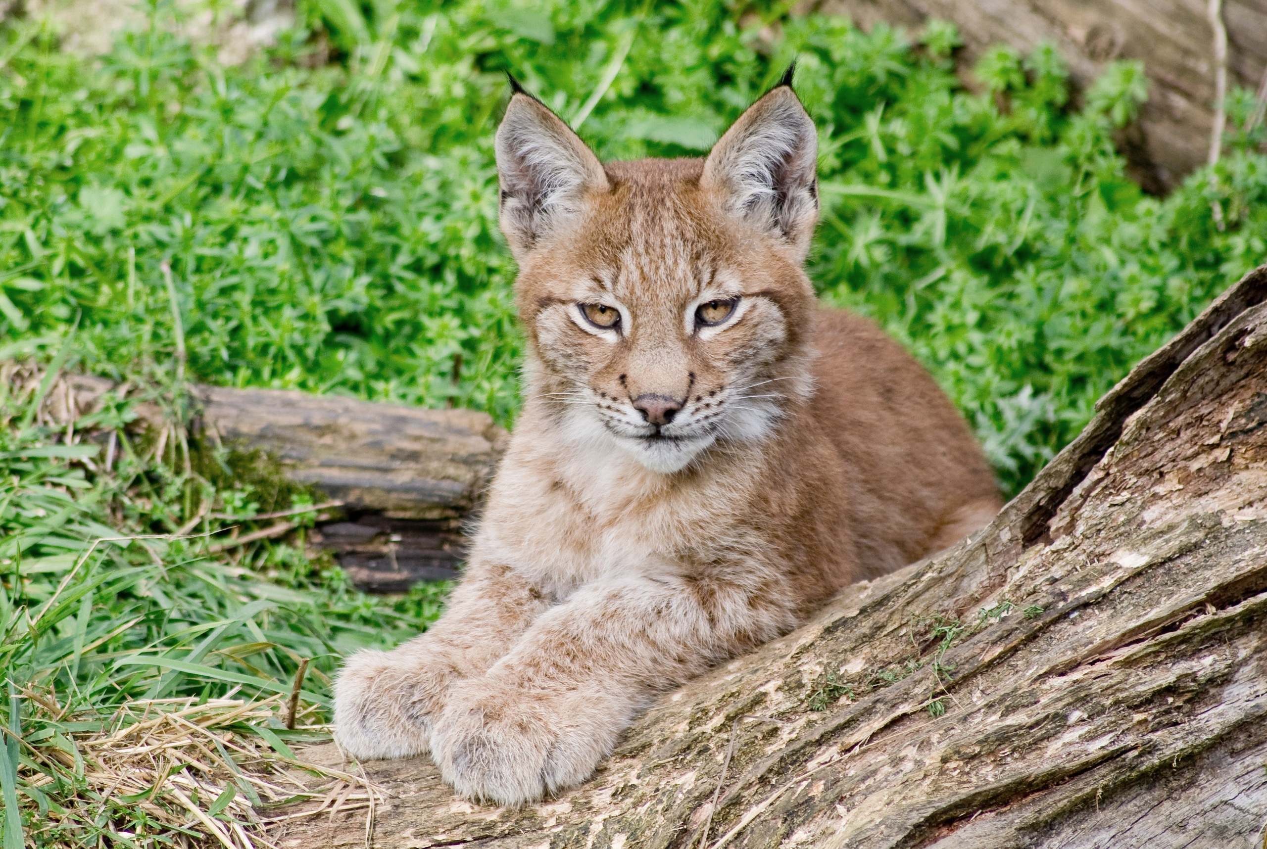 Handy-Wallpaper Luchs, Katzen, Tiere kostenlos herunterladen.