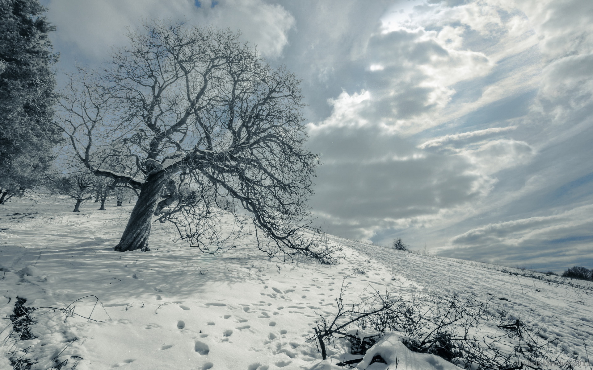 Descarga gratis la imagen Invierno, Cielo, Nieve, Árbol, Nube, Tierra/naturaleza en el escritorio de tu PC