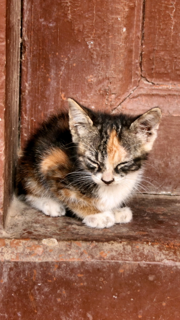 無料モバイル壁紙動物, ネコ, 猫, 子猫, 可愛いをダウンロードします。