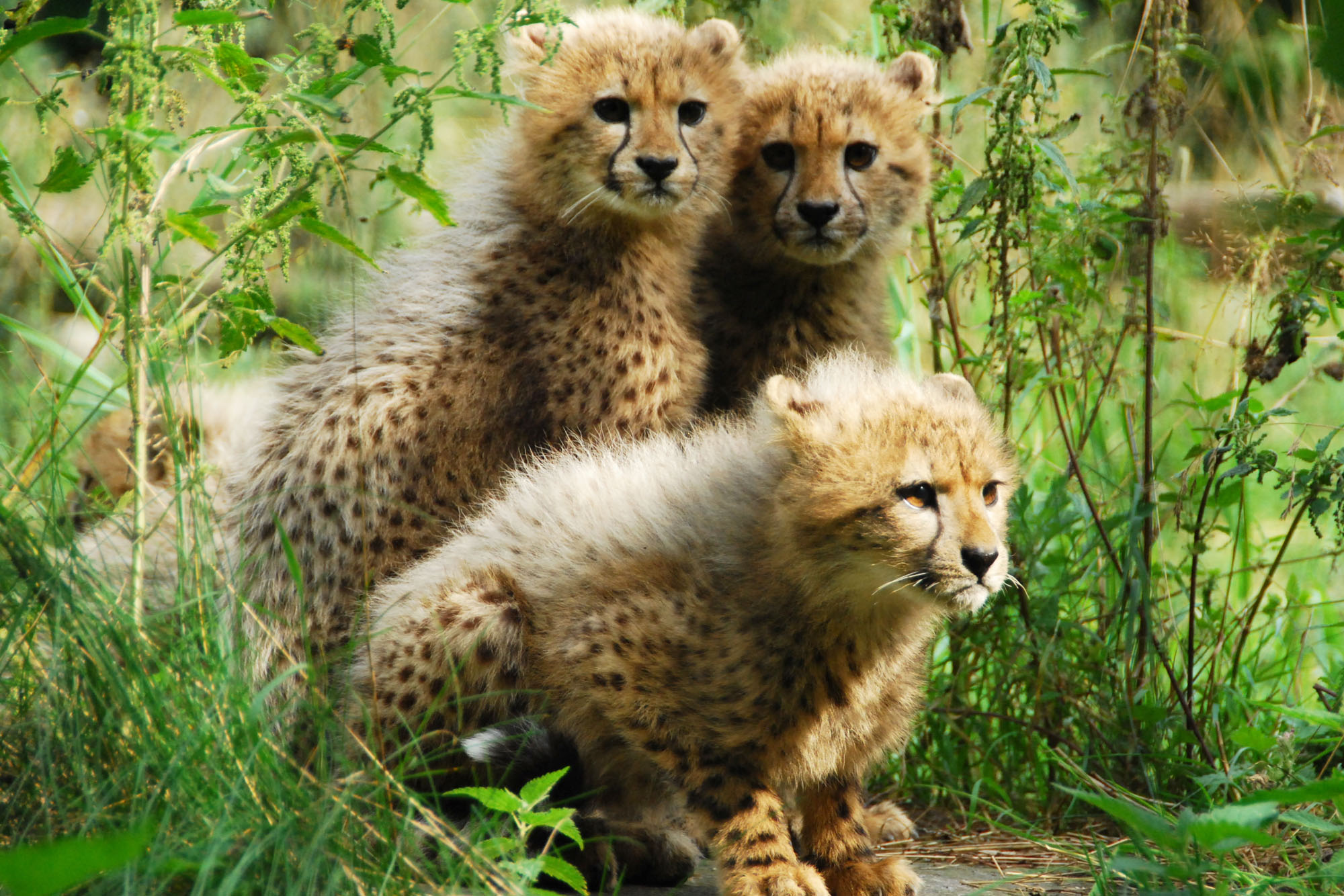 Free download wallpaper Cats, Cheetah, Animal, Baby Animal, Cub on your PC desktop