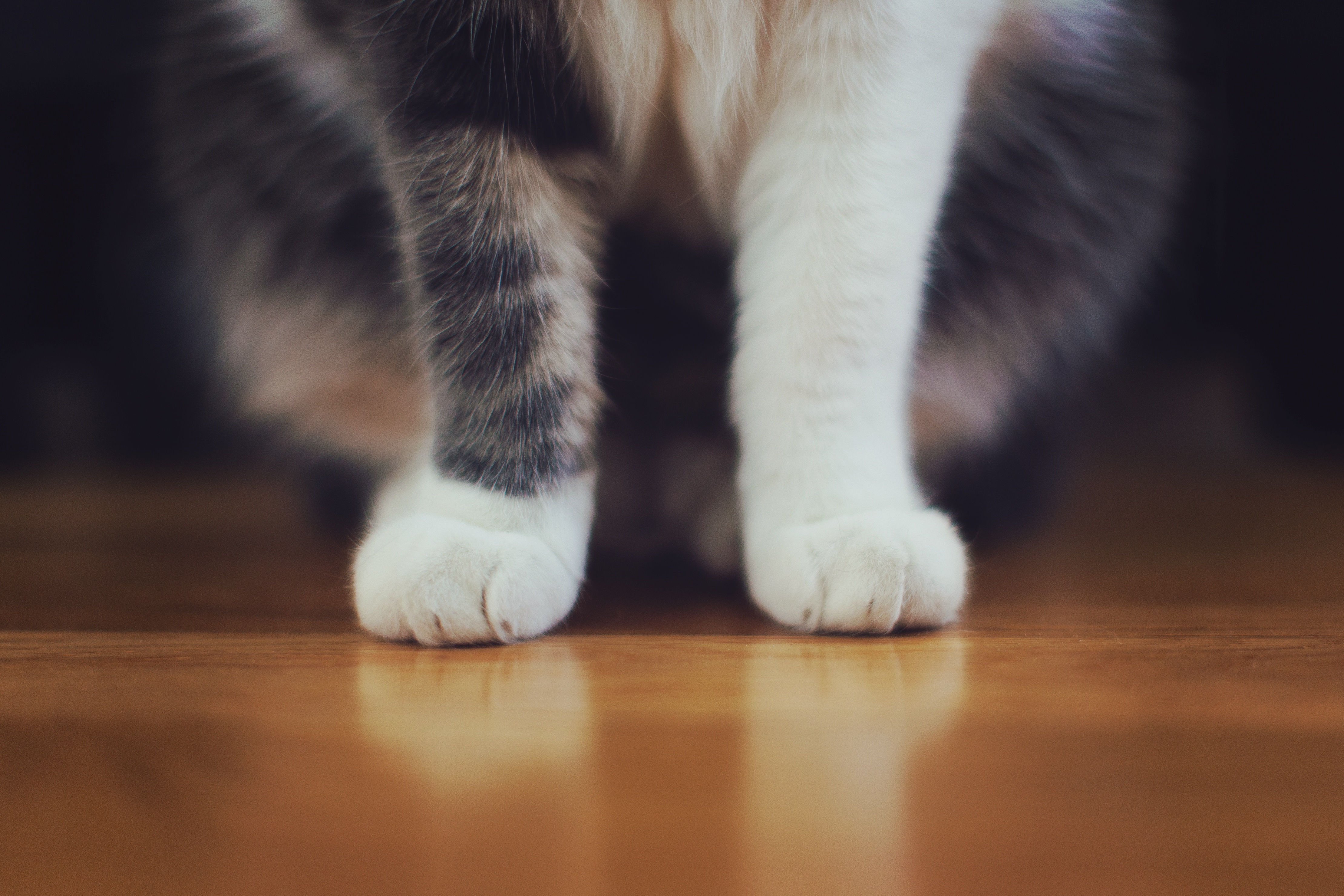Download mobile wallpaper Fluffy, Paws, Animals, Cat for free.