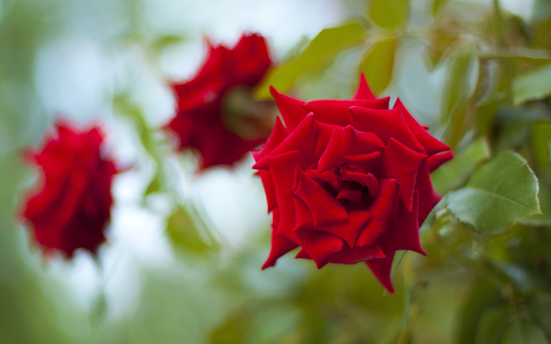 Free download wallpaper Flowers, Rose, Earth on your PC desktop