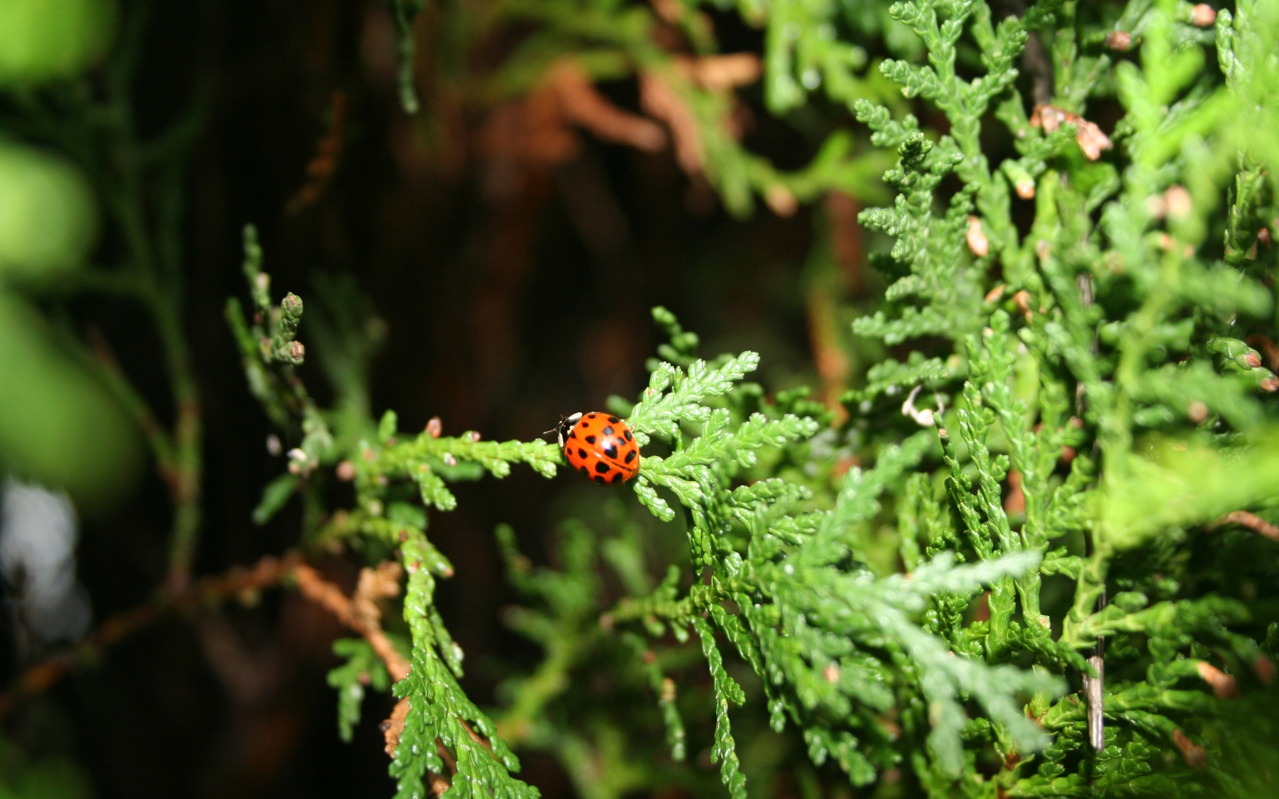 insects, ladybugs