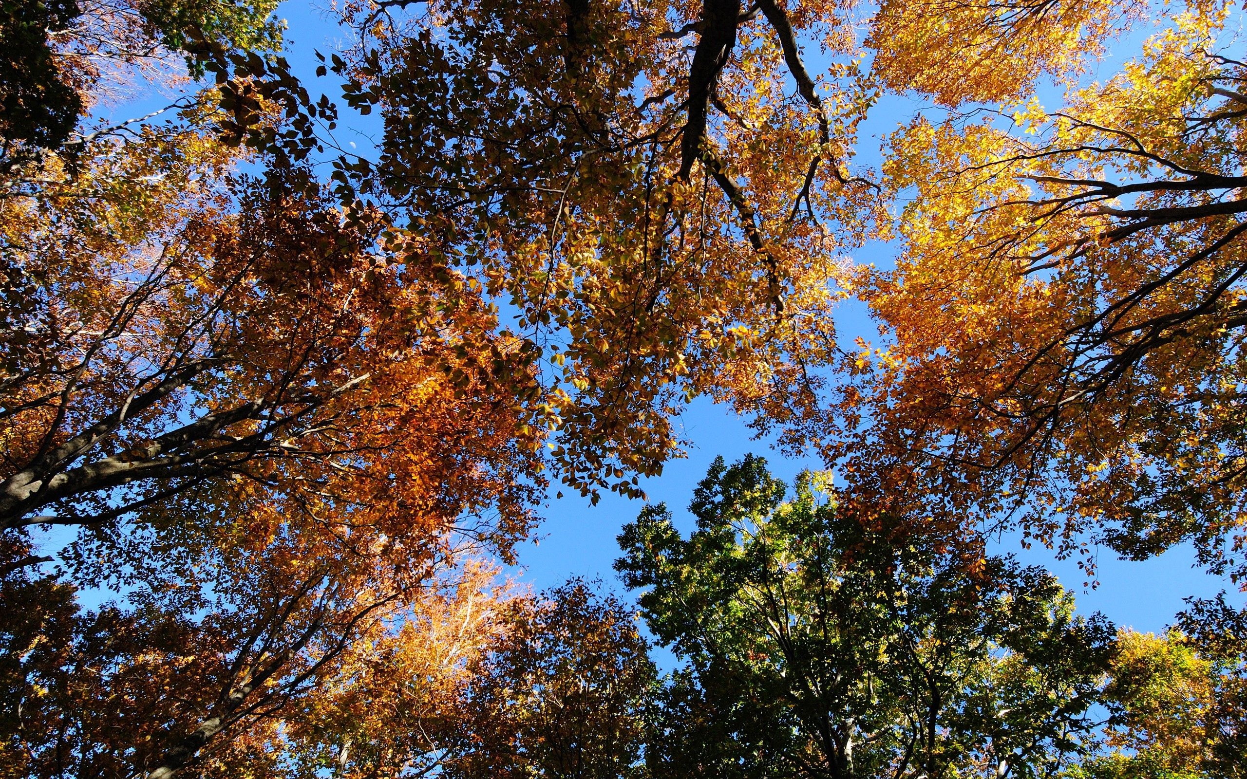 Скачать картинку Деревья, Природа, Листья, Небо, Осень в телефон бесплатно.