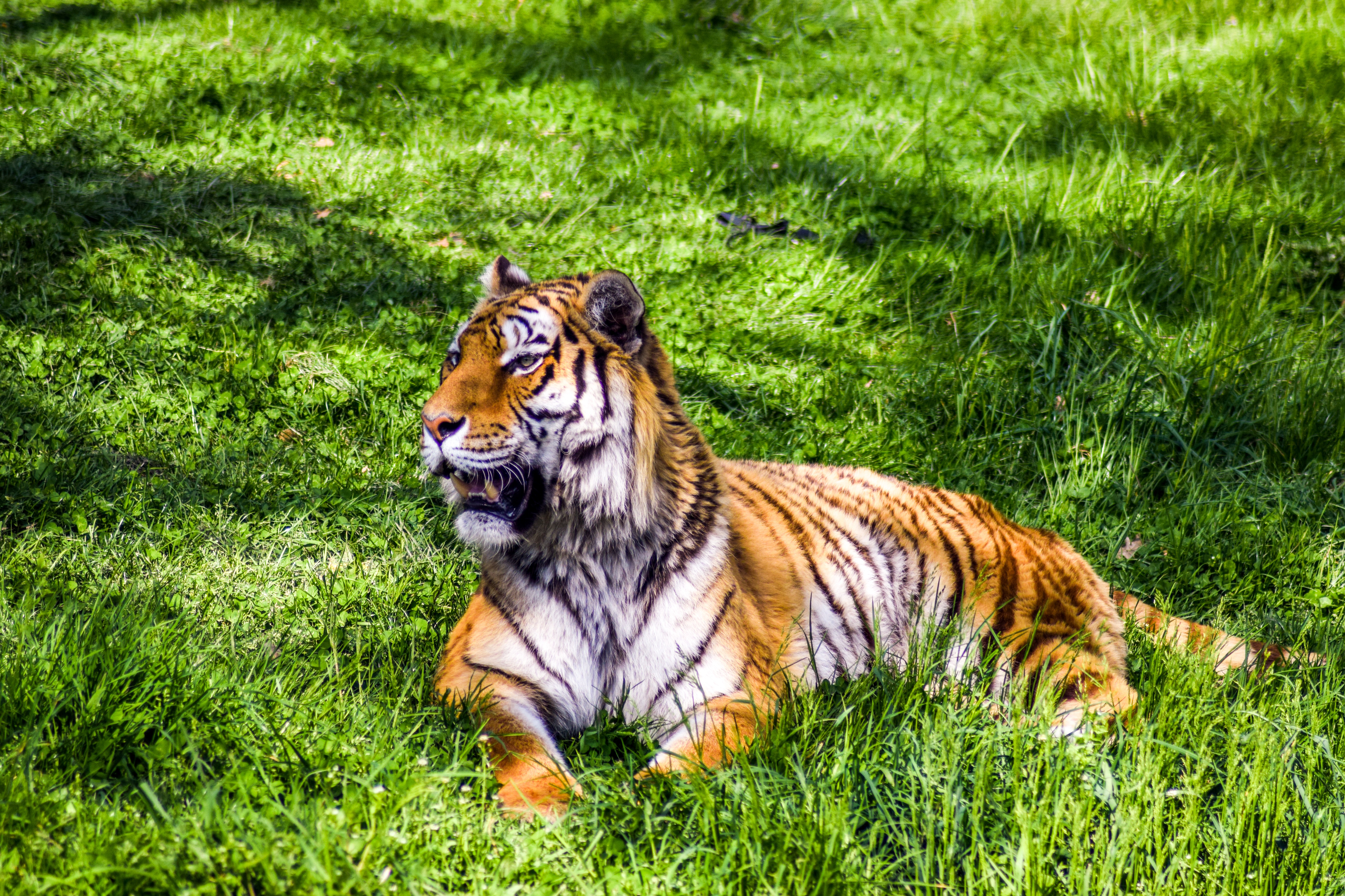 112346 скачать обои лежит, трава, большая кошка, животные, хищник, тигр - заставки и картинки бесплатно
