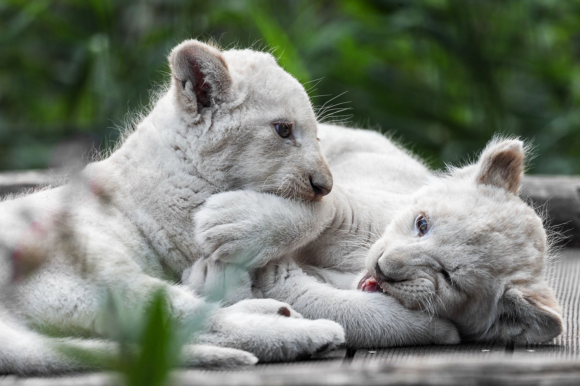 453448 descargar imagen animales, león, bebe animal, cachorro, león blanco, gatos: fondos de pantalla y protectores de pantalla gratis