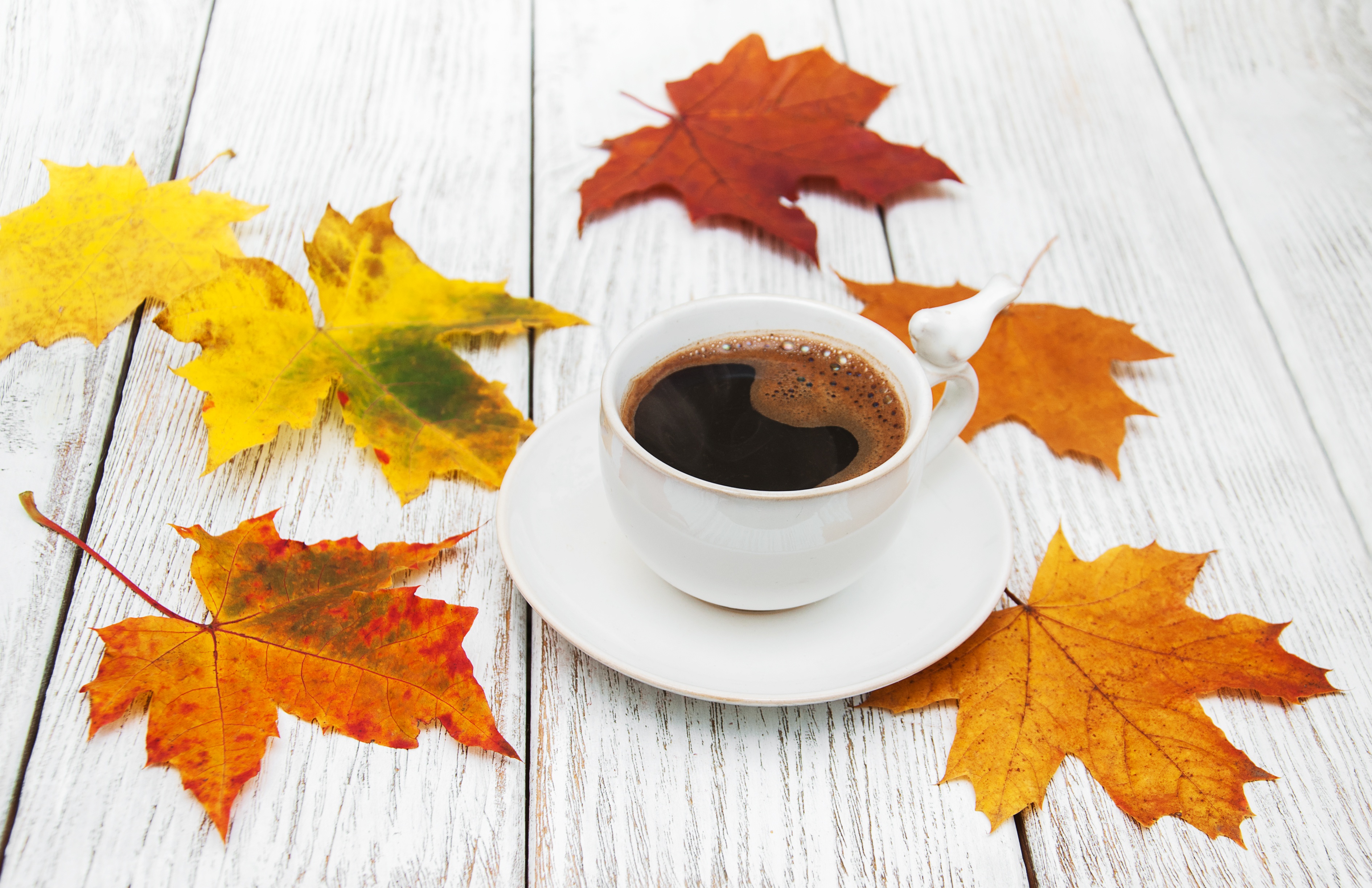 Free download wallpaper Food, Coffee, Cup, Leaf, Drink on your PC desktop