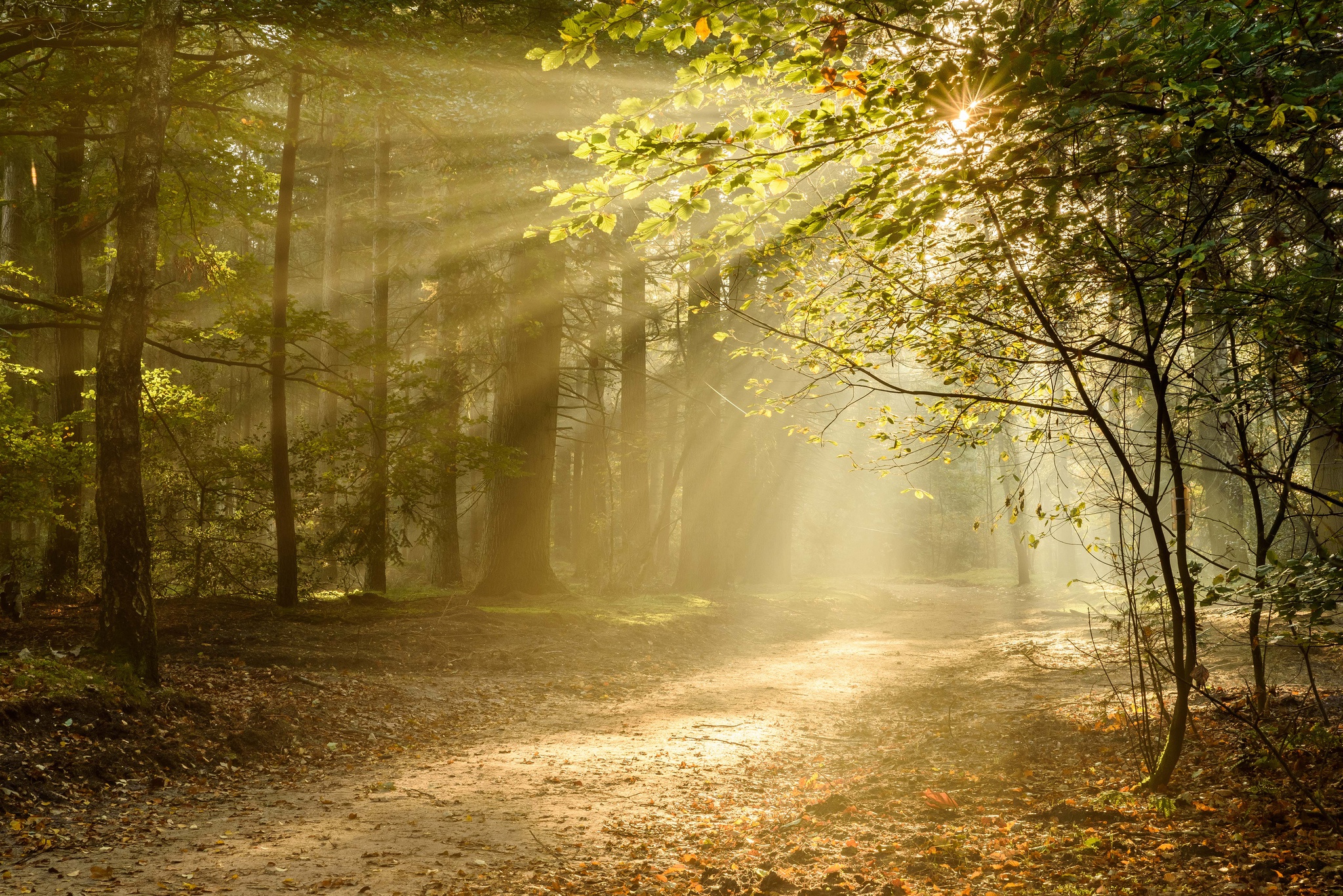 Free download wallpaper Nature, Forest, Earth, Path, Sunbeam on your PC desktop