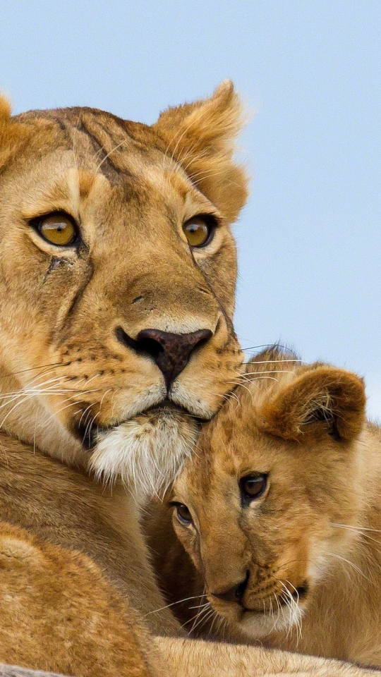 Téléchargez des papiers peints mobile Animaux, Chats, Lion gratuitement.