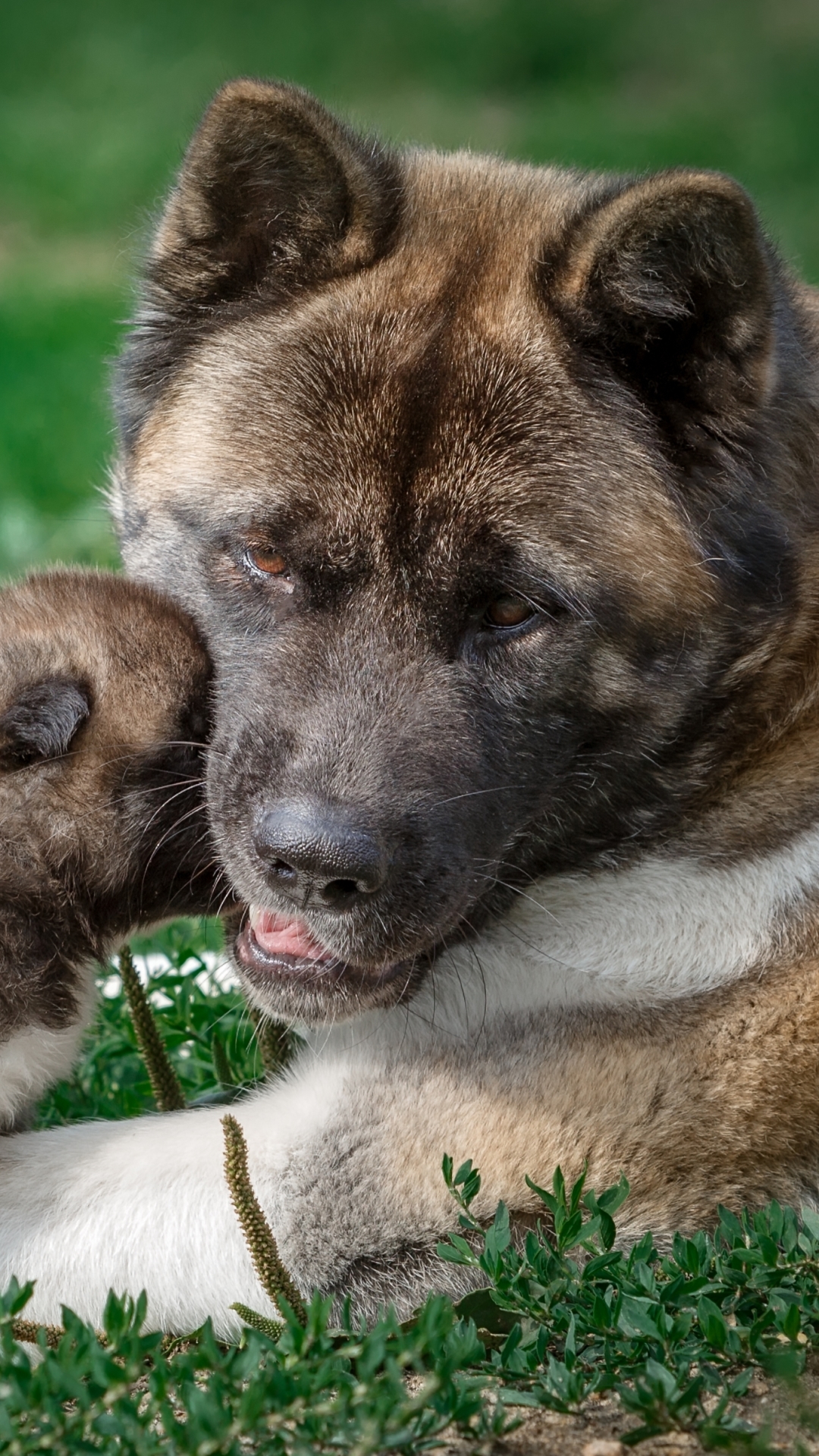 Descarga gratuita de fondo de pantalla para móvil de Animales, Perros, Perro, Cachorro, Akita, Bebe Animal.